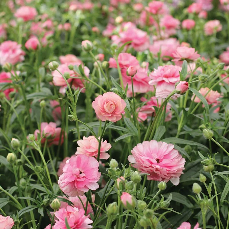 Ranunculus  Butterfly Hera (5 corms)