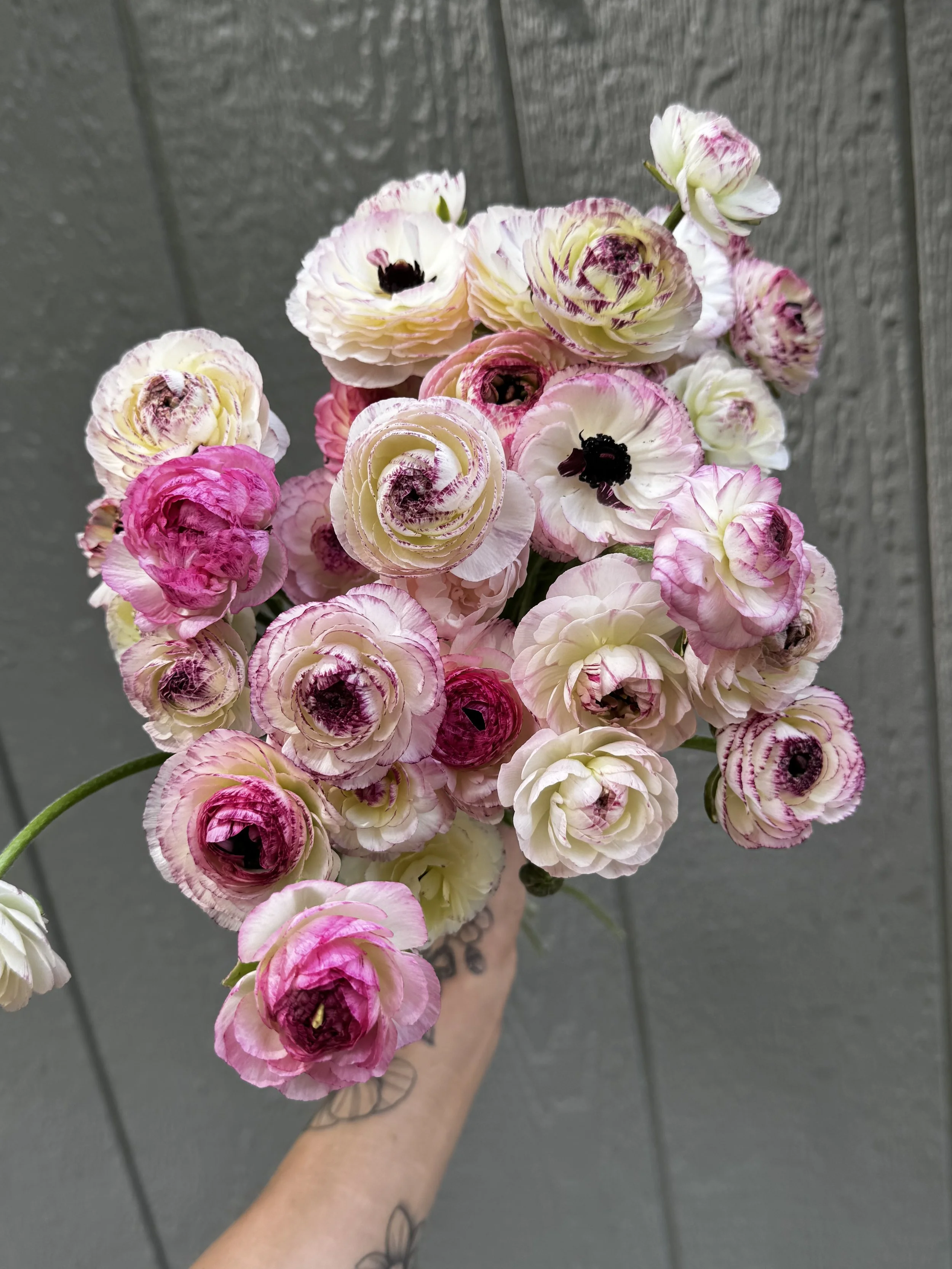 Early Spring 6 week CSA