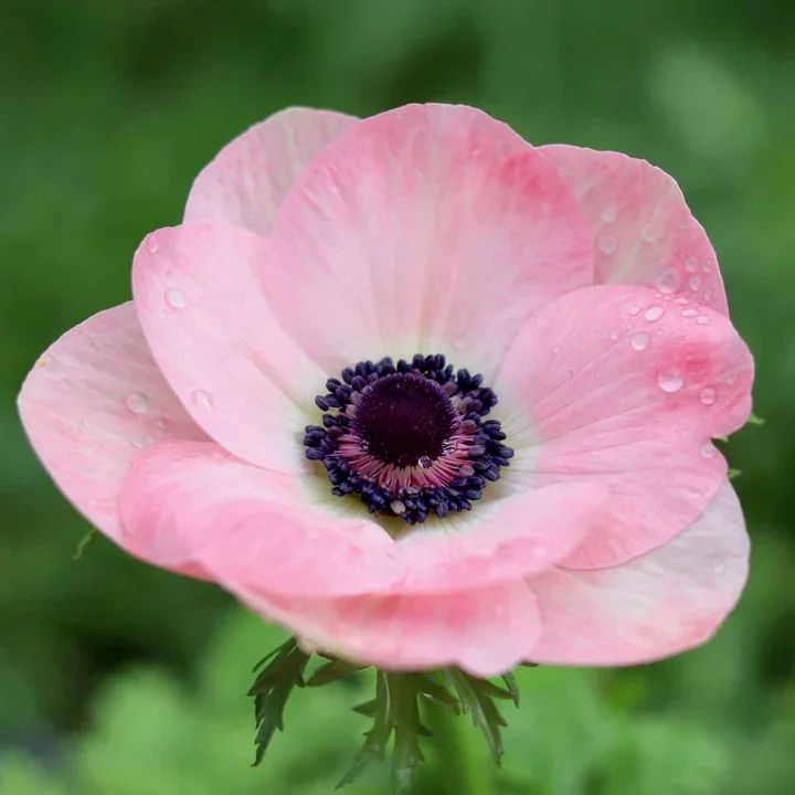 mistral rosa chiaro 2.webp