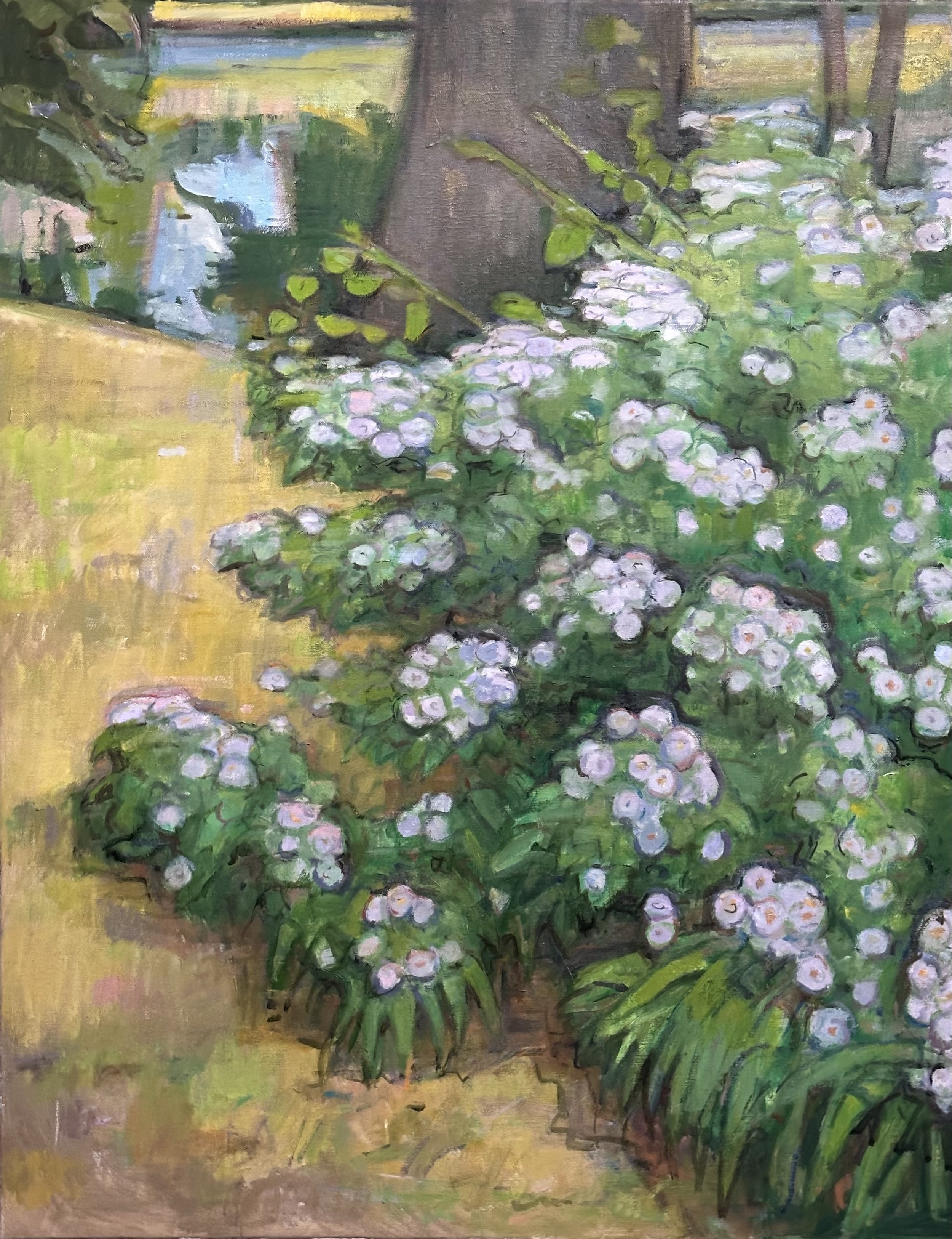 Broomfield - Asters: Oil 36x28in