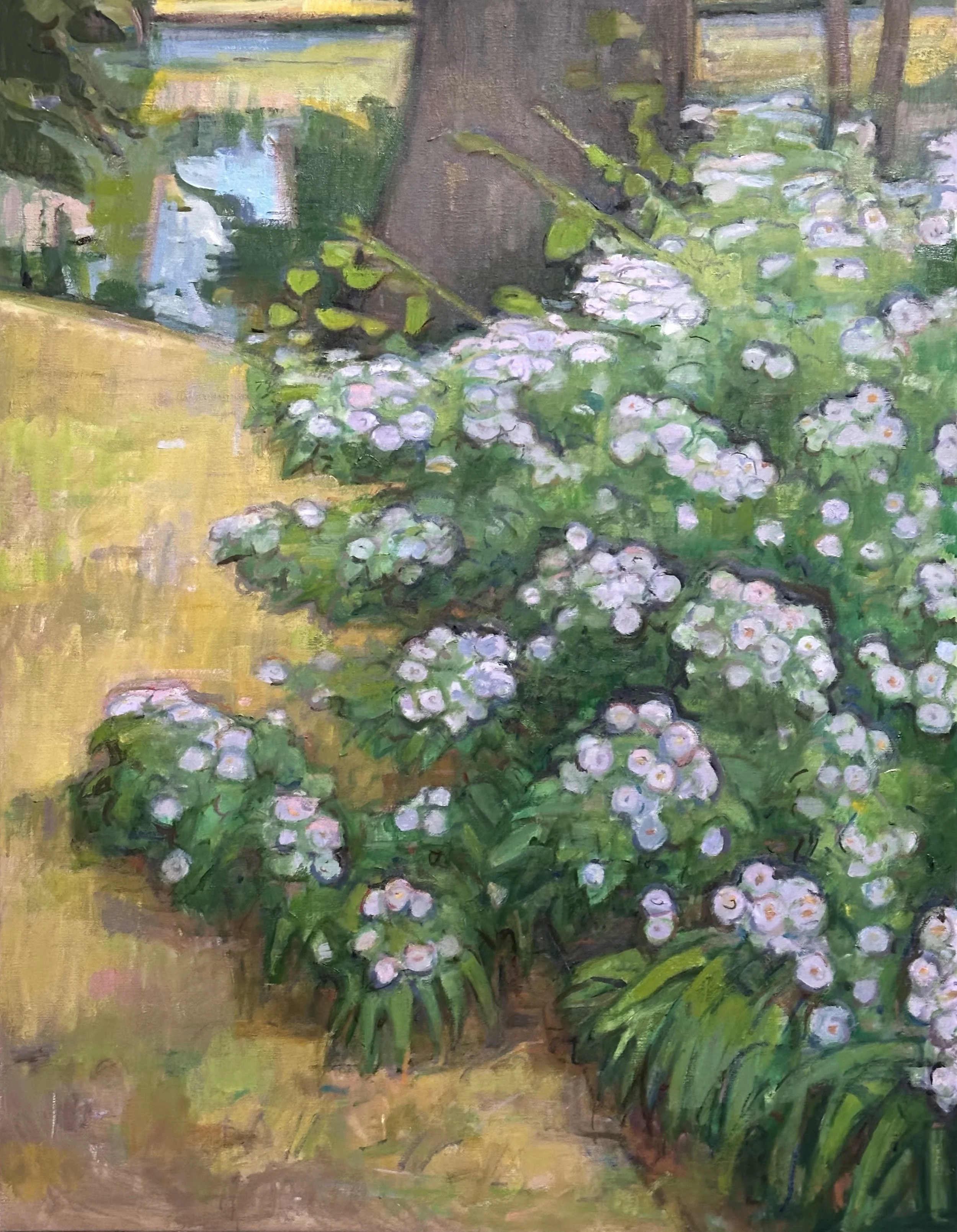 Broomfield - Asters: Oil 36x28in