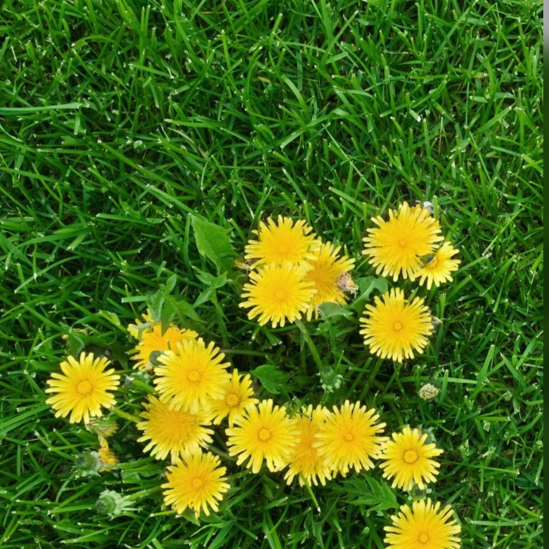 Although they add a pop of color... did you know that these little flowers (weeds) pull water away from grass roots?