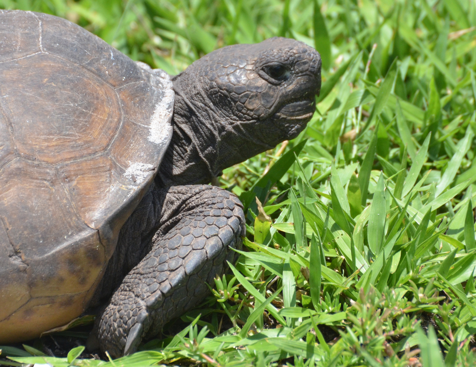 Education: Creating Safe Homes for Florida’s Gopher Tortoises