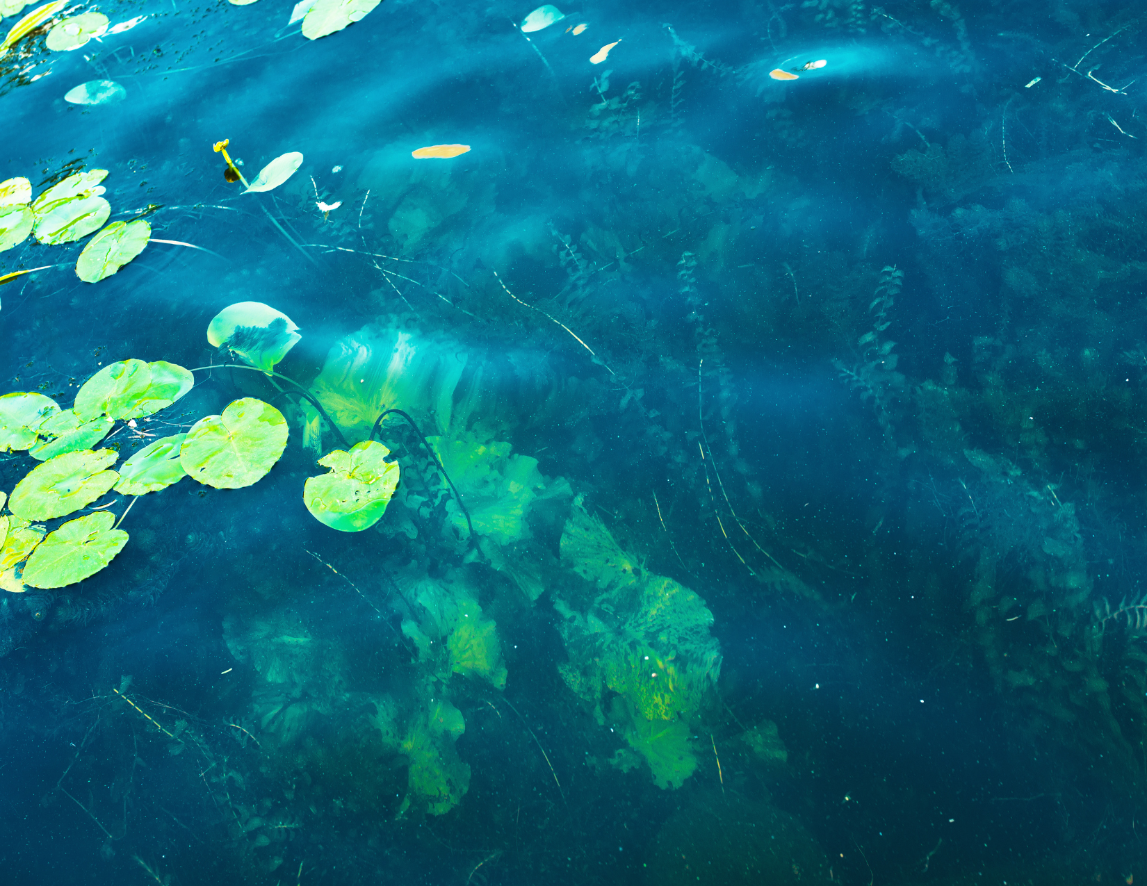 Florida’s Invasive Species Problem Meets Precision Solution