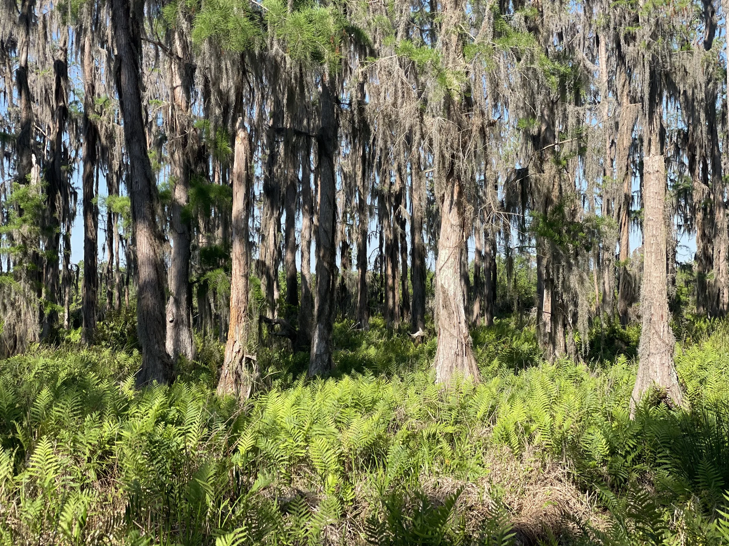 Land to Revenue: New Income Streams for Florida Landowners