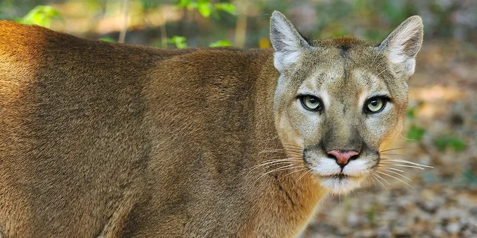 Understanding Panther Habitat Units (PHUs) and Their Role in Panther Conservation