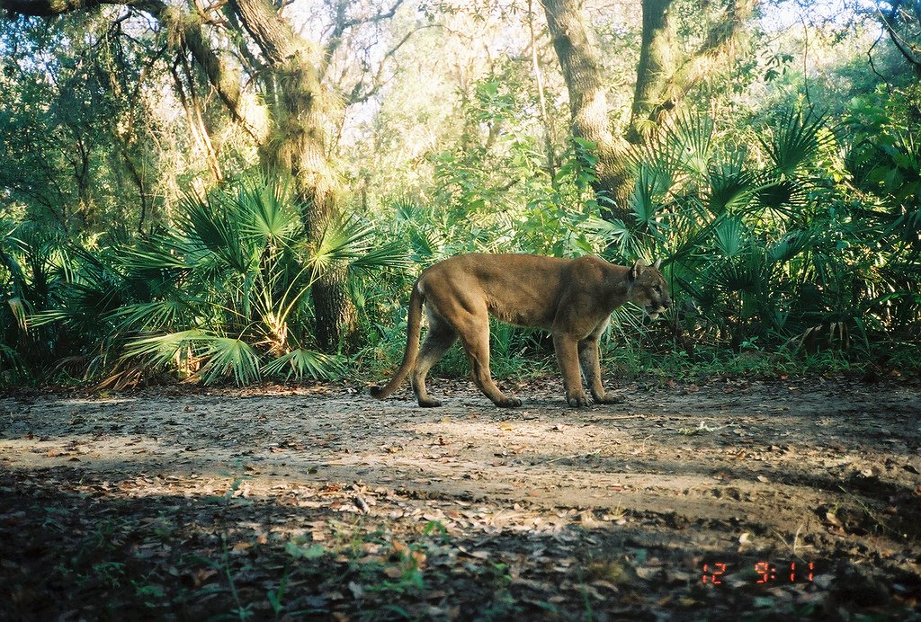 The Florida Panther Conservation Bank: America’s First Federally Approved Panther Habitat Bank