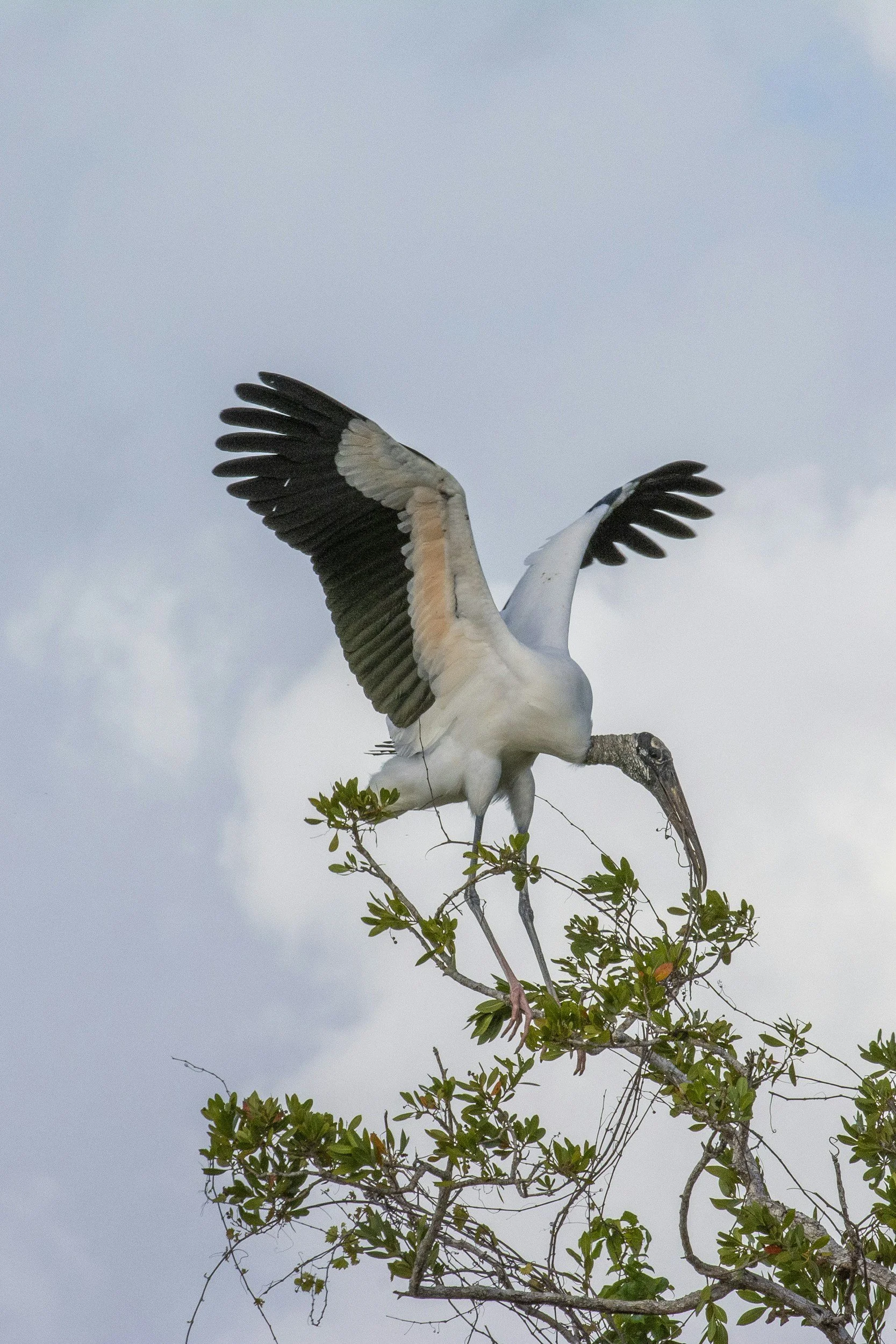 A white stork with black and white wings perched on a tree branch, with a blue sky and clouds in the background.