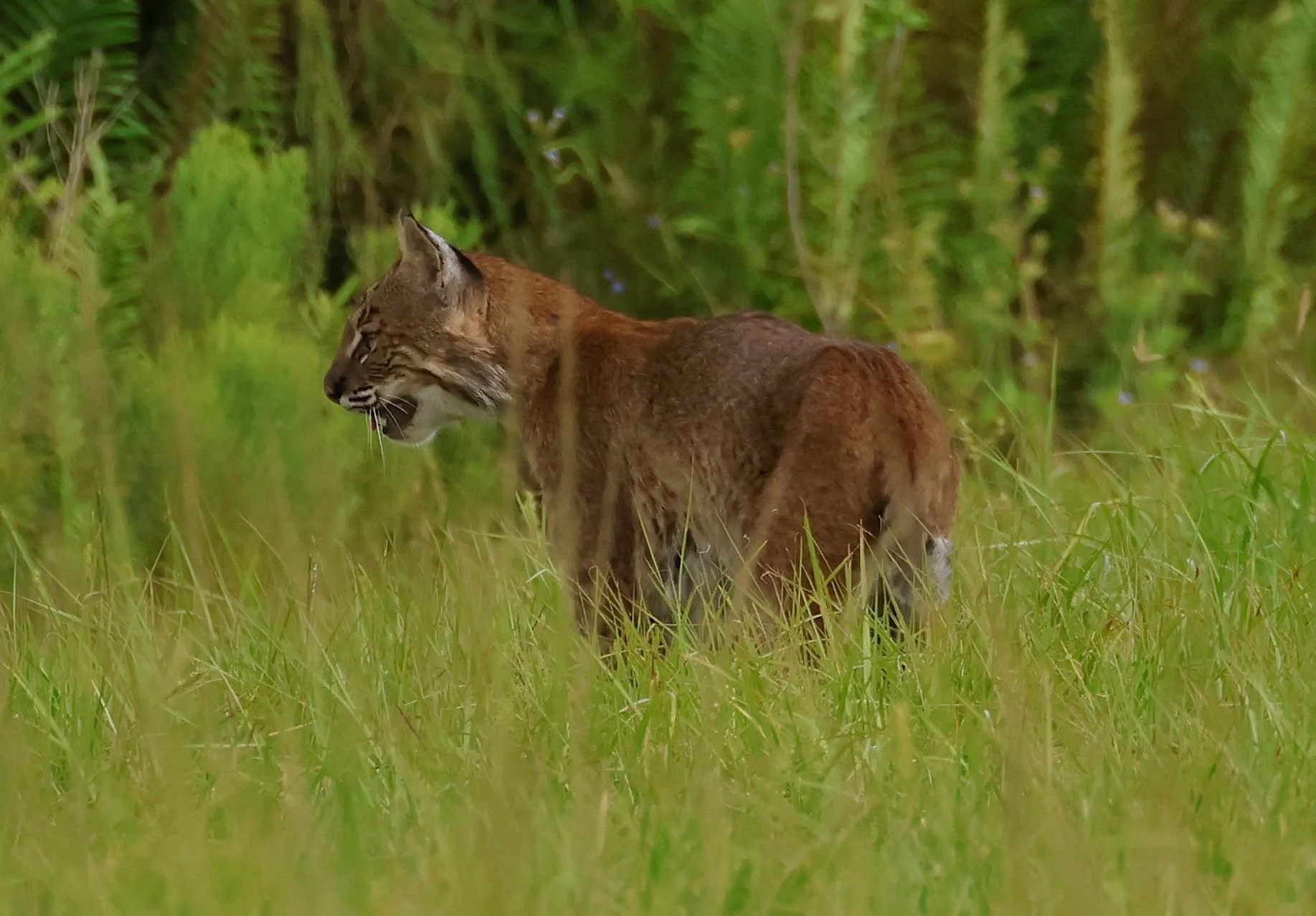 What Is a Mitigation Plan and When Do You Need One?