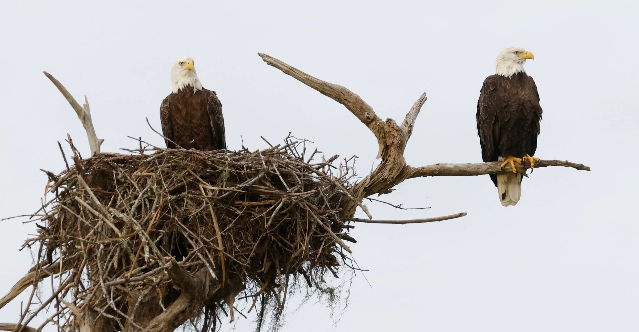 3 Reasons to Use Lucky L Mitigation Bank&nbsp;