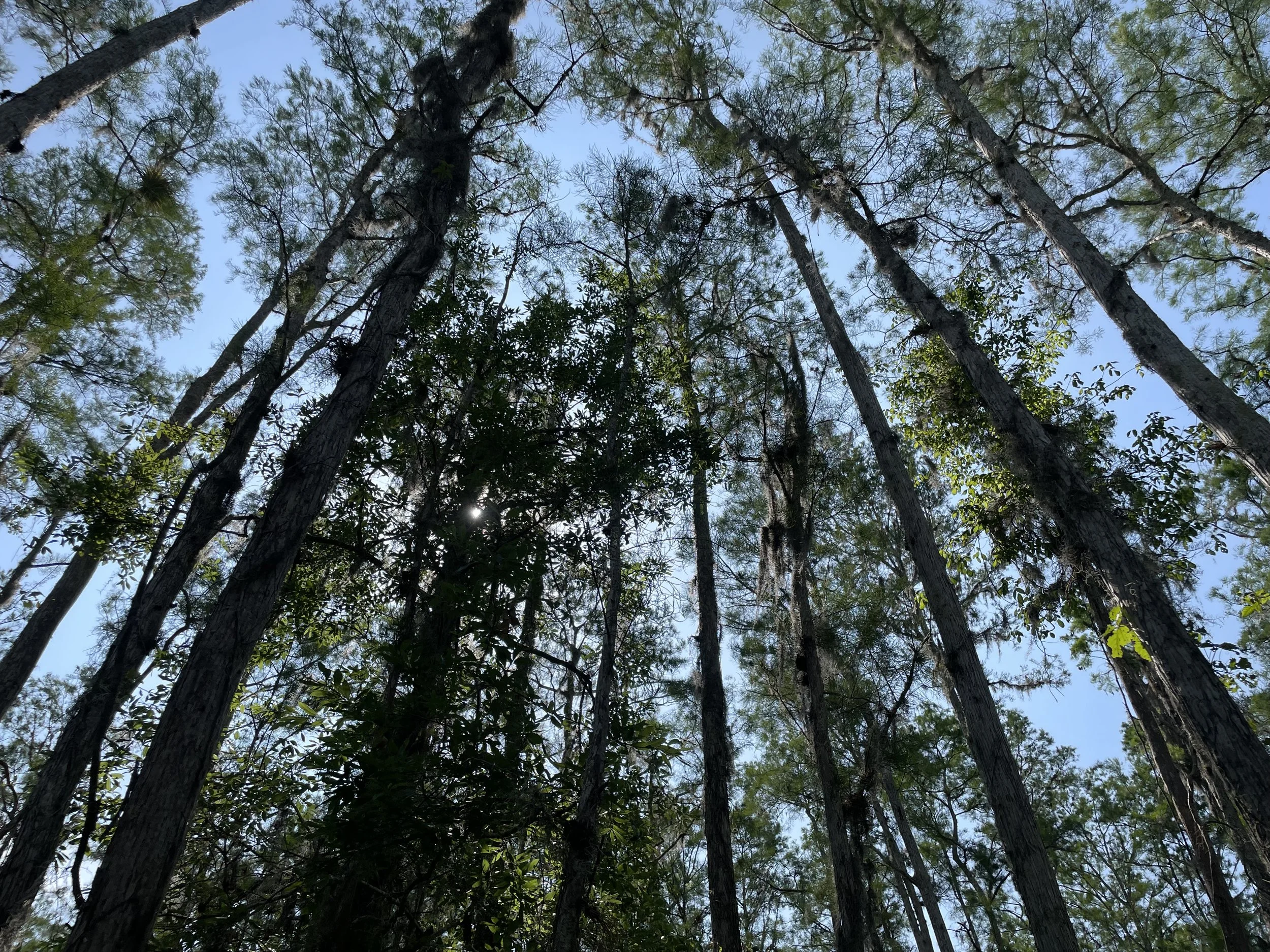 Revive Ecosystems: Forging Enduring Natural Legacies Through Ecological Restoration&nbsp;