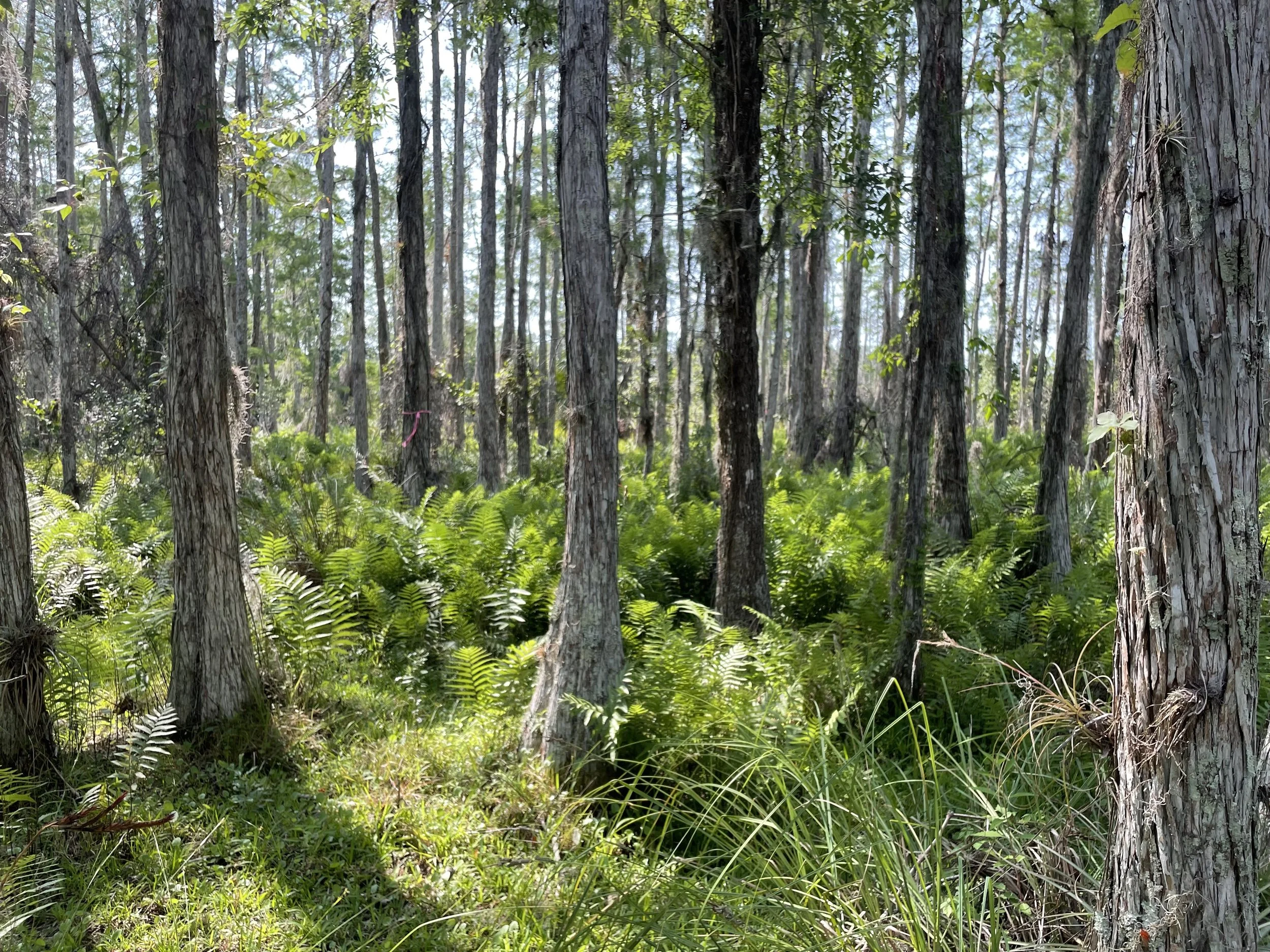 Your Mitigation Bank, Our Expertise: How Revive Ecosystems Supports Partners From Start to Operations and Management