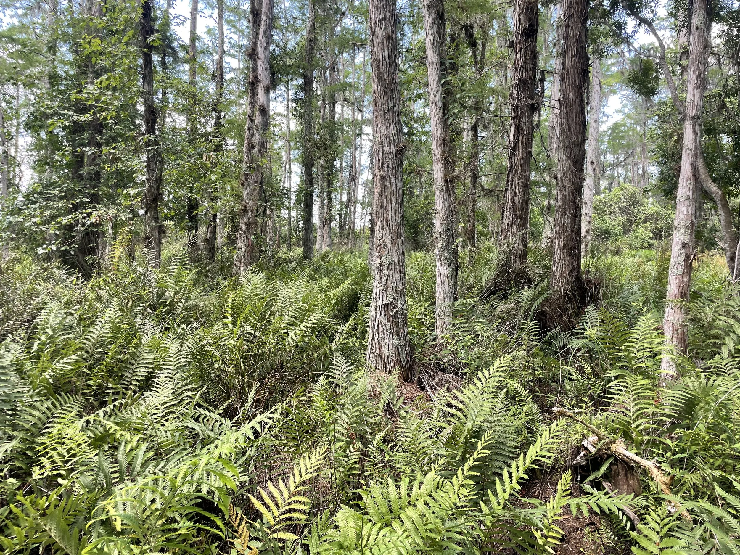 Credit Release Schedules vs. Ecological Reality: Aligning Timelines with System Development