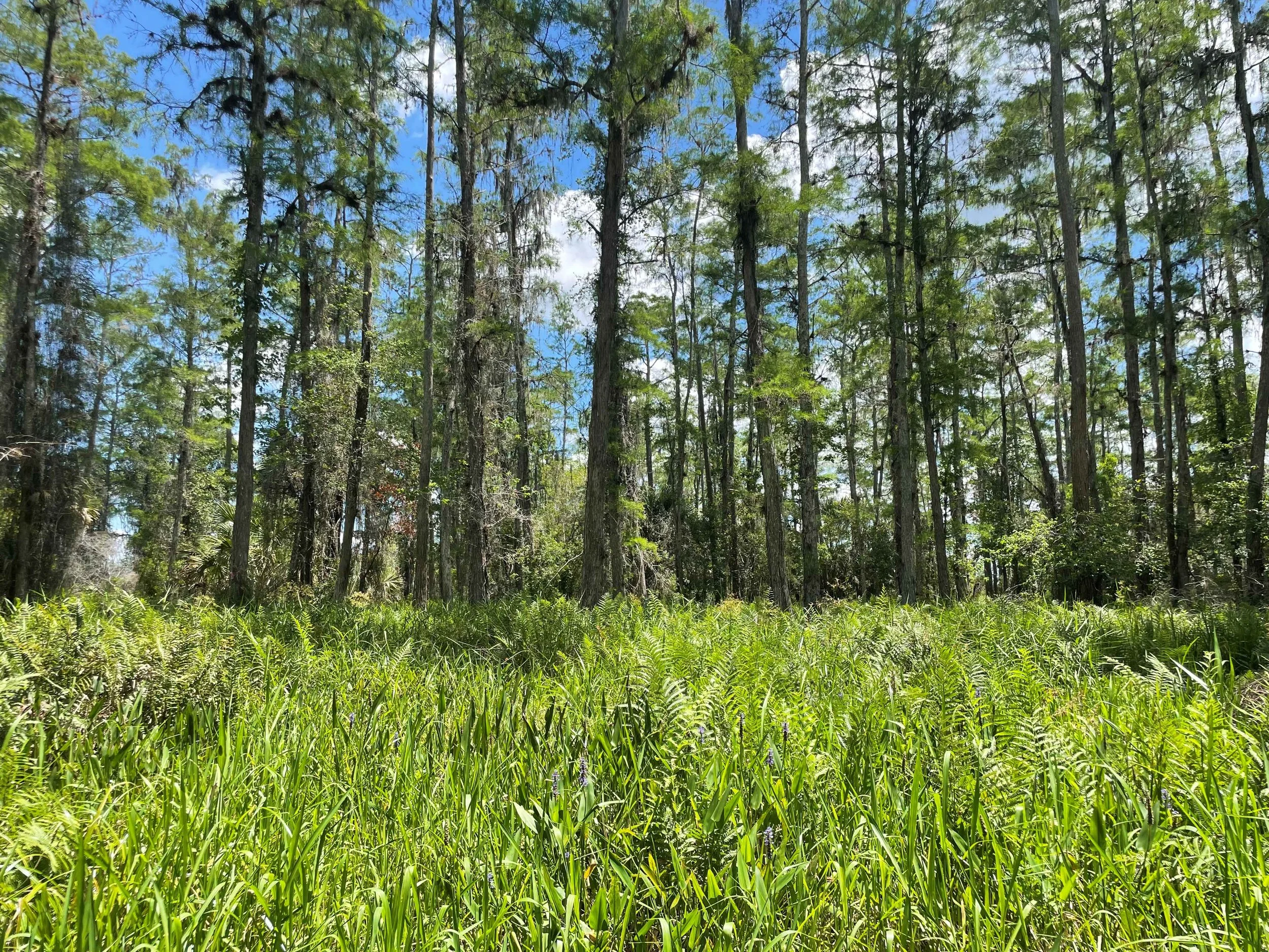 Designing Mitigation Banks for Longevity, Not Just Release Schedules