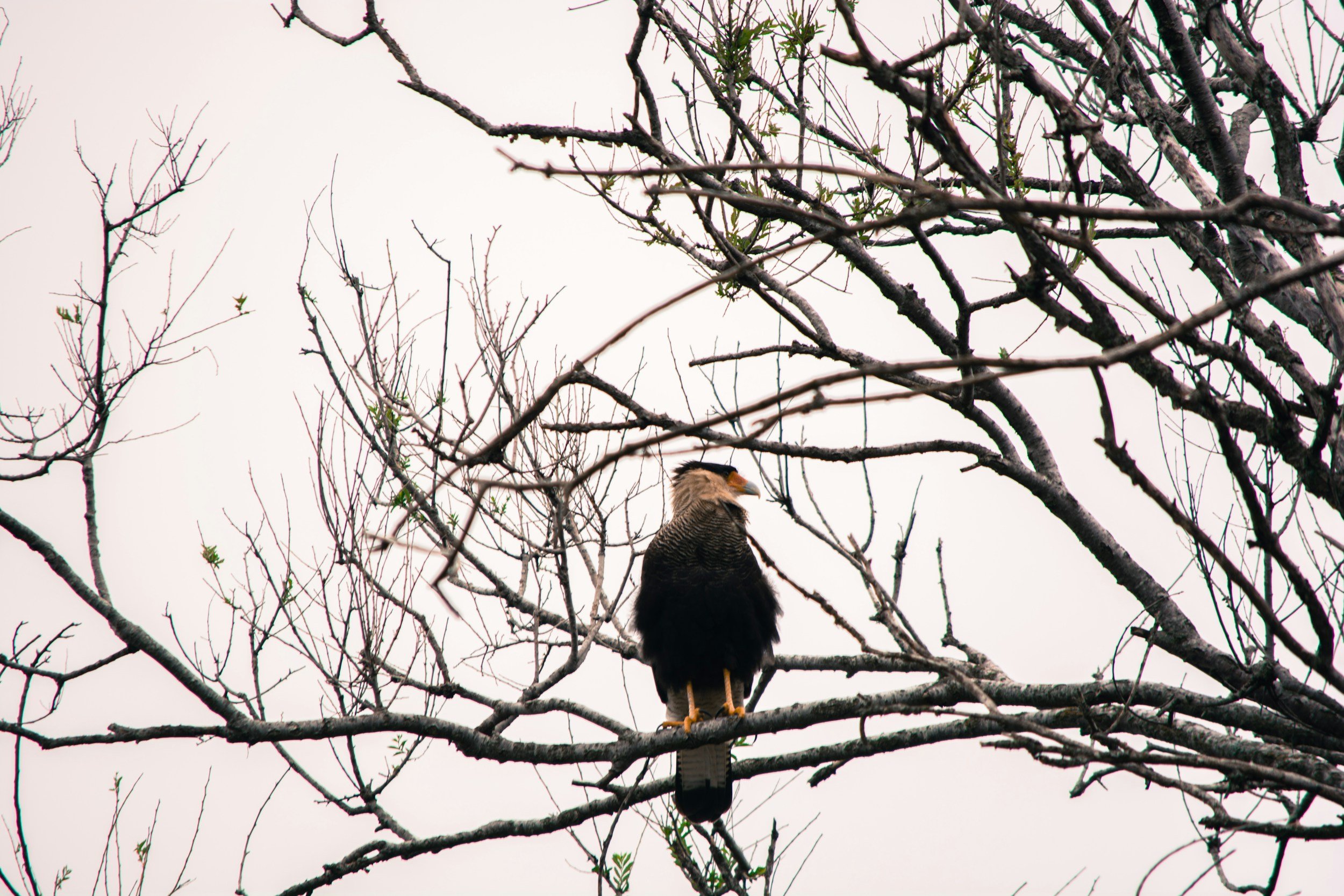Crested caracara resting on a tree