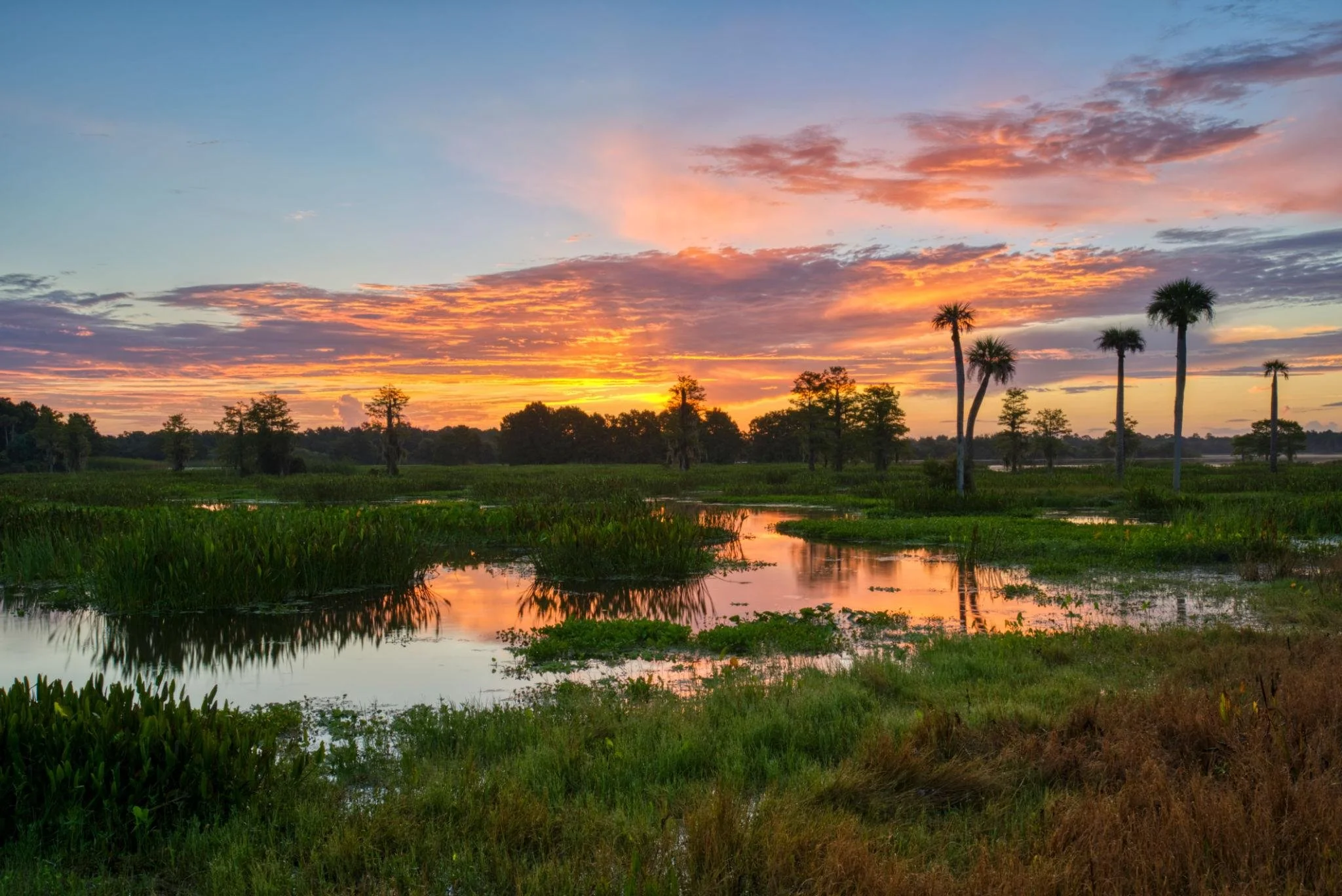 World Wetlands Day: Why Wetlands Matter and Why Florida Must Lead