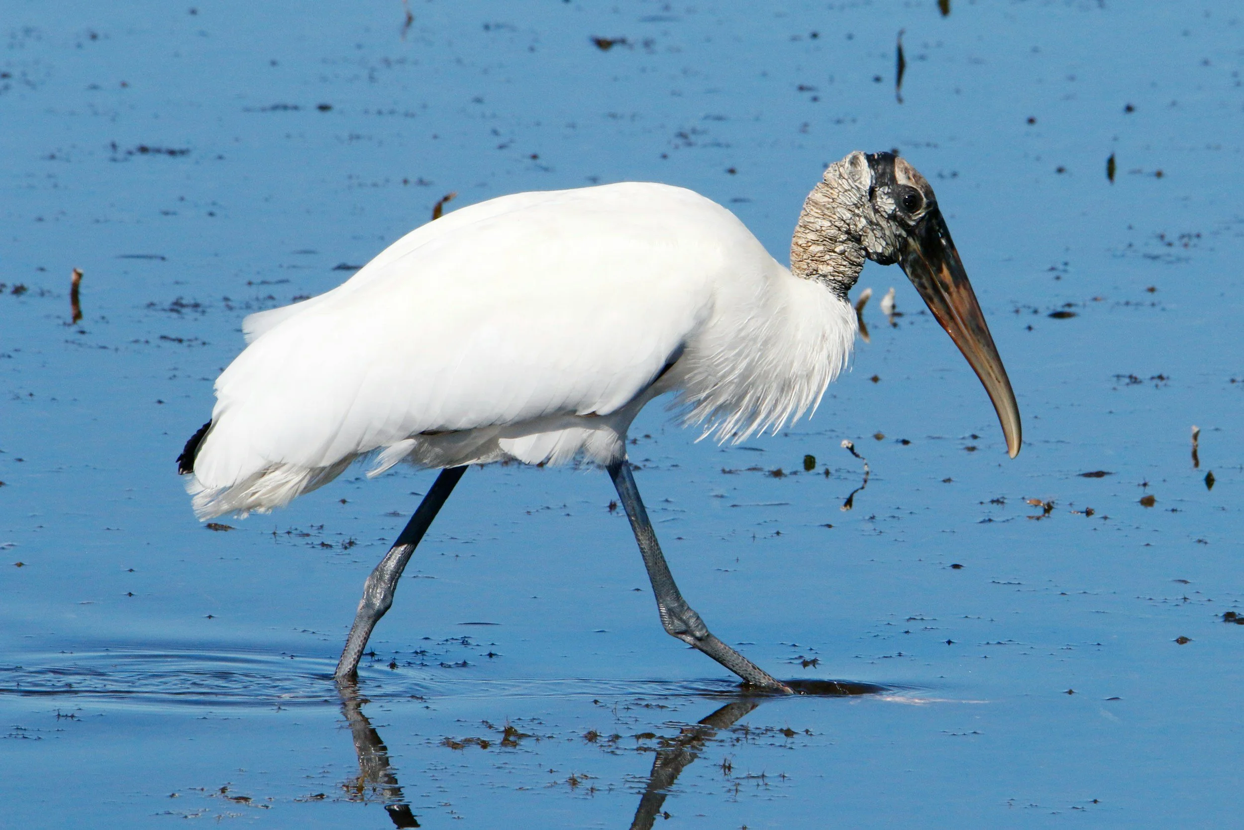 Wood Stork foraging in Florida