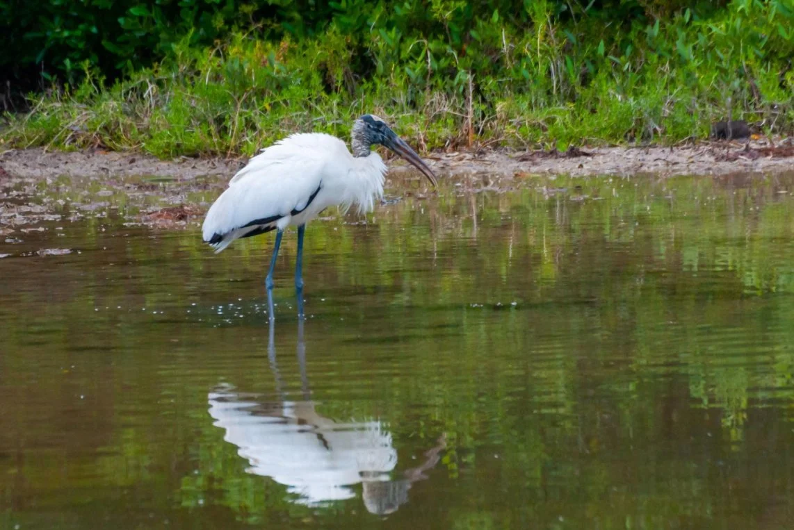 Regulatory Update: Wood Stork Removed from Federal Endangered Species List 