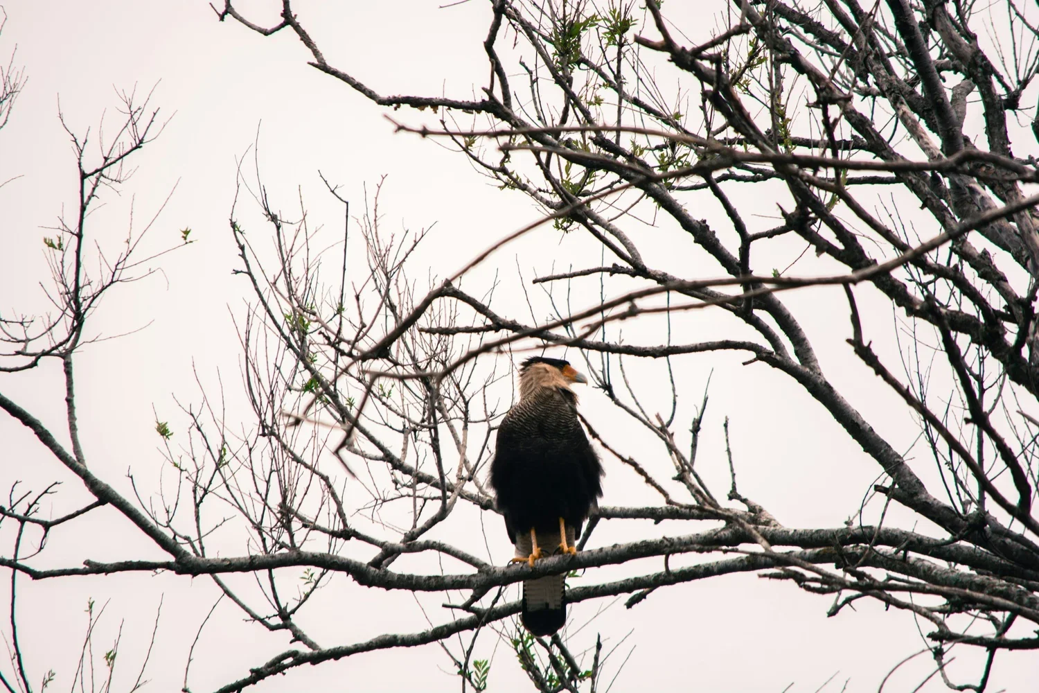 The Importance of Early Environmental Coordination in Florida