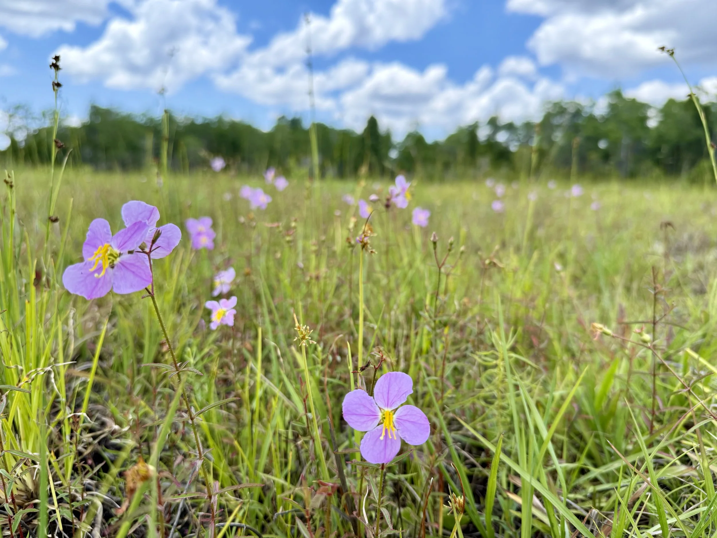 Spring Monitoring at Lucky L Mitigation Bank: Tracking Ecological Performance Across Restored Habitats