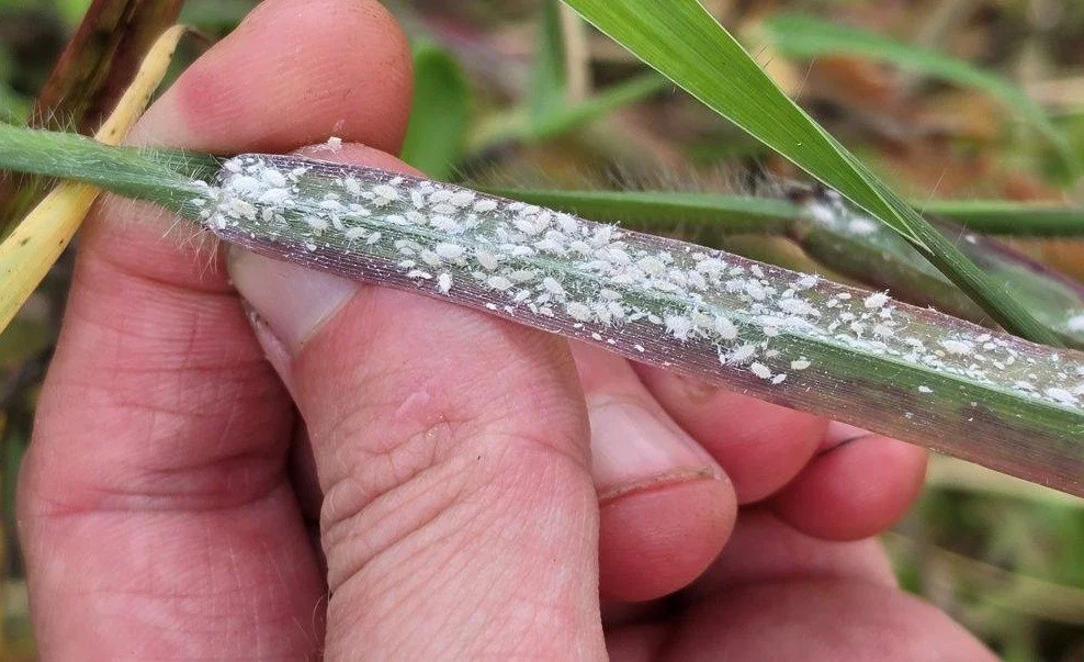 Pasture Mealybug Confirmed in 16 Florida Counties: What Landowners Need to Know