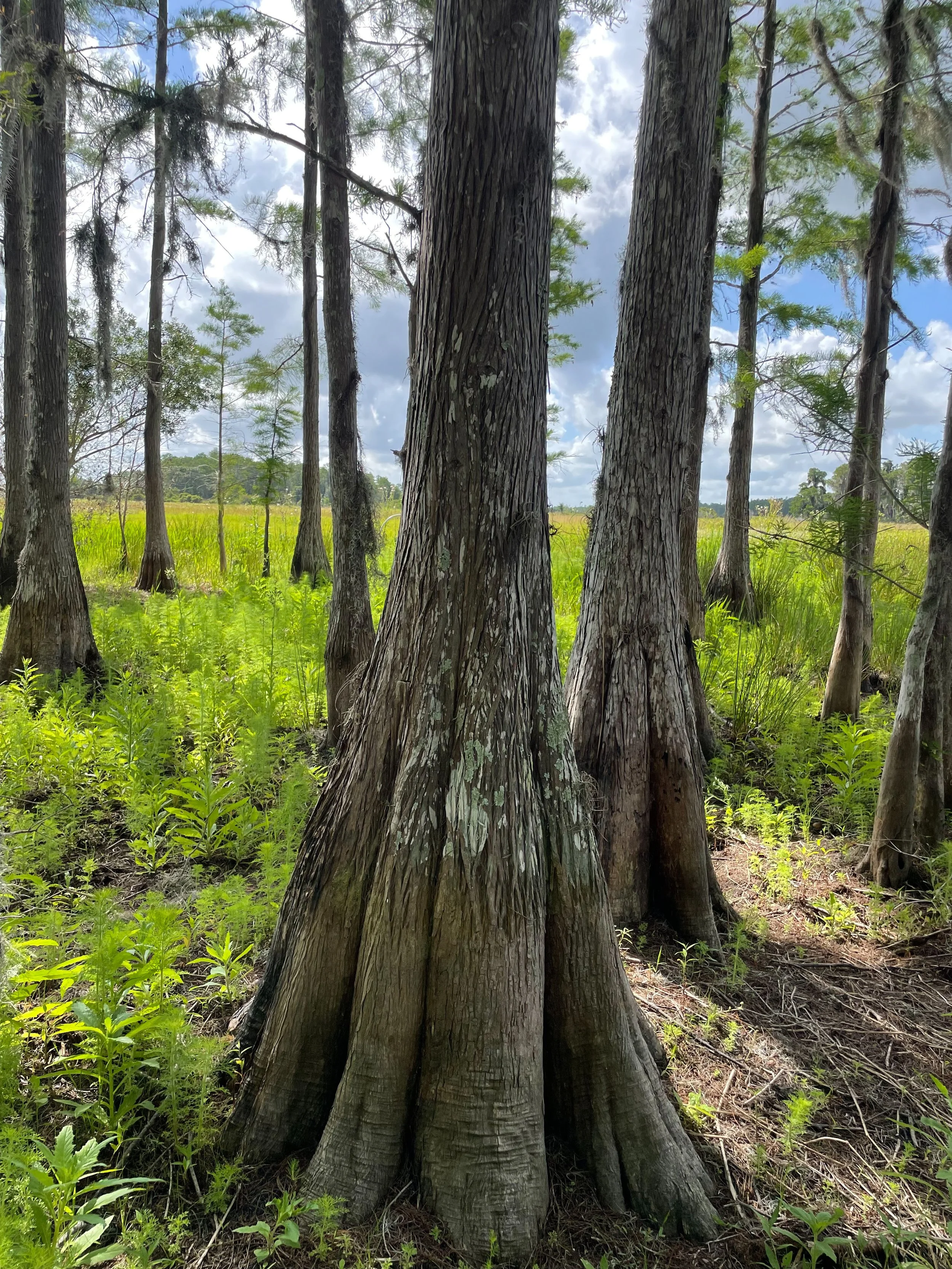 Mature cypress at Lucky L Mitigation Bank.