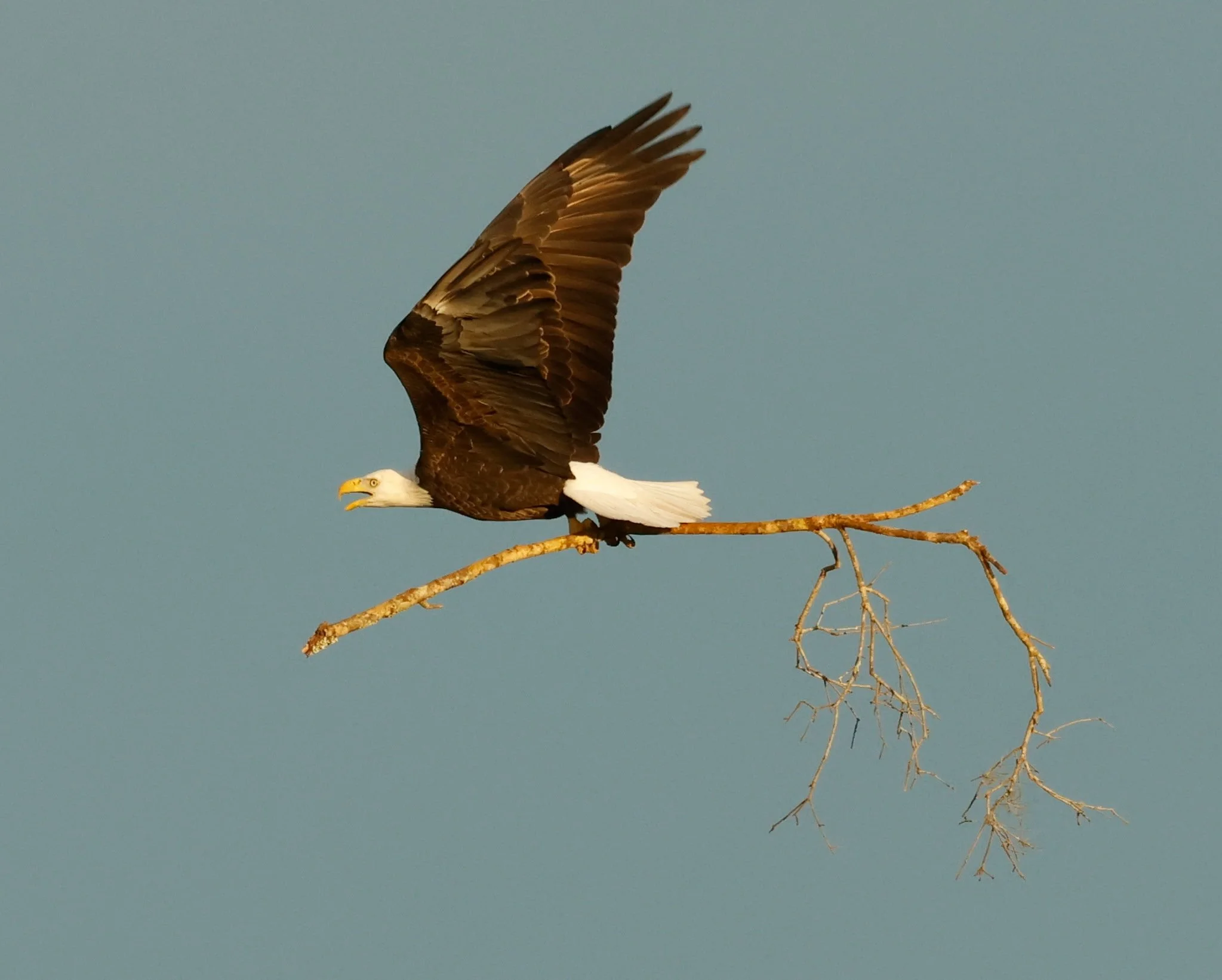 American Eagle soaring through the skies of Lucky L Mitigation Bank