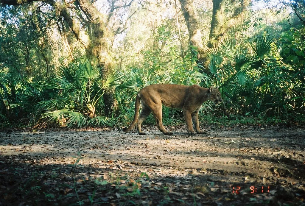 A mountain lion walking on a dirt path in a dense forest with sunlight filtering through trees and bushes.
