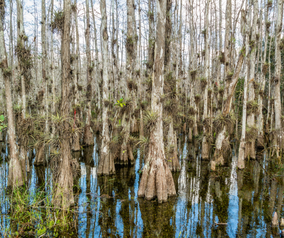 Swamp area with numerous trees and water, some trees with hanging plants, under a partly cloudy sky.
