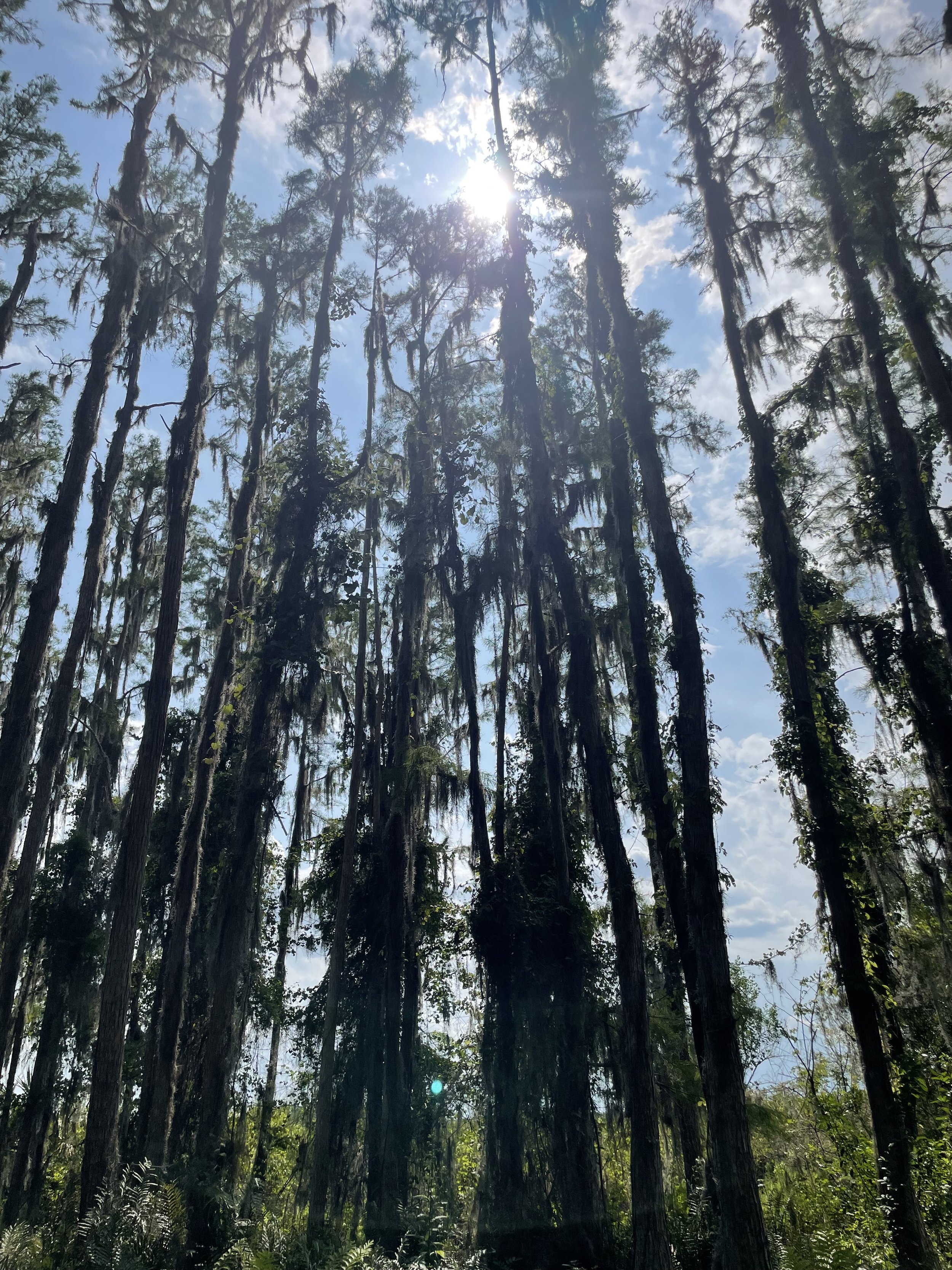 Tall trees in a forest with sunlight shining through the canopy on a sunny day.