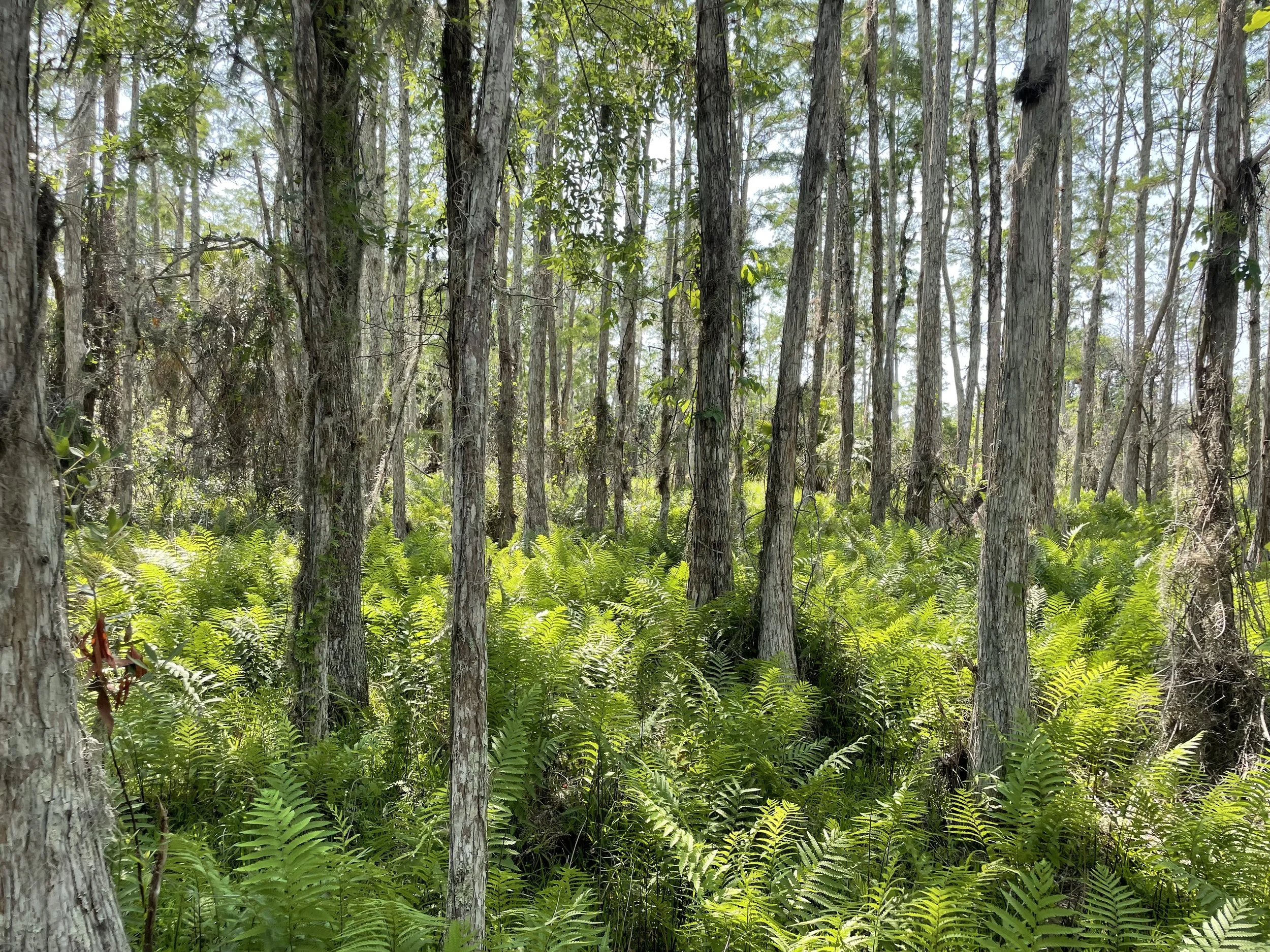 Dense forest with tall trees and lush green ferns covering the ground, sunlight filtering through the canopy.
