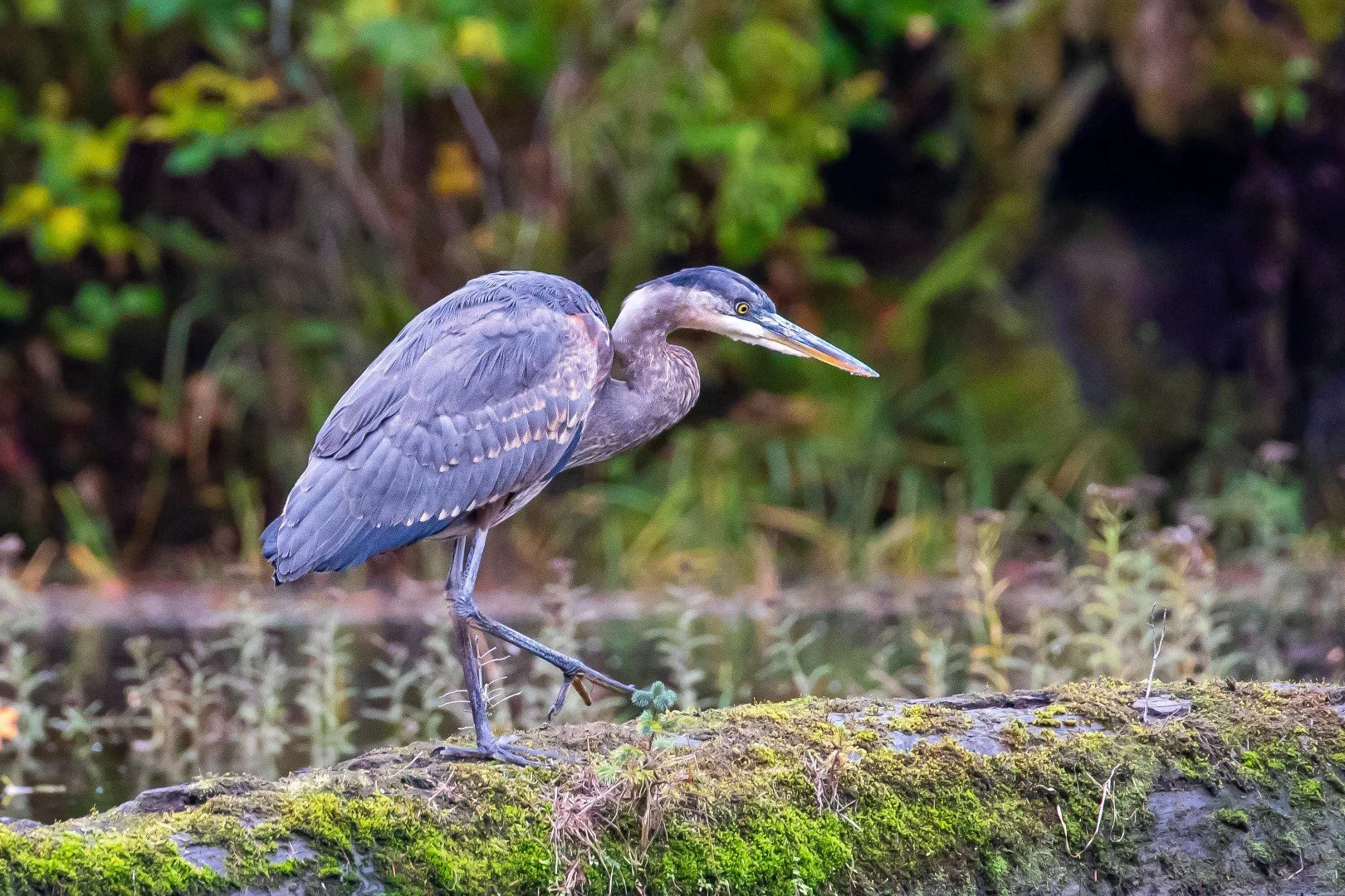 Blue Haron  (Large).jpg