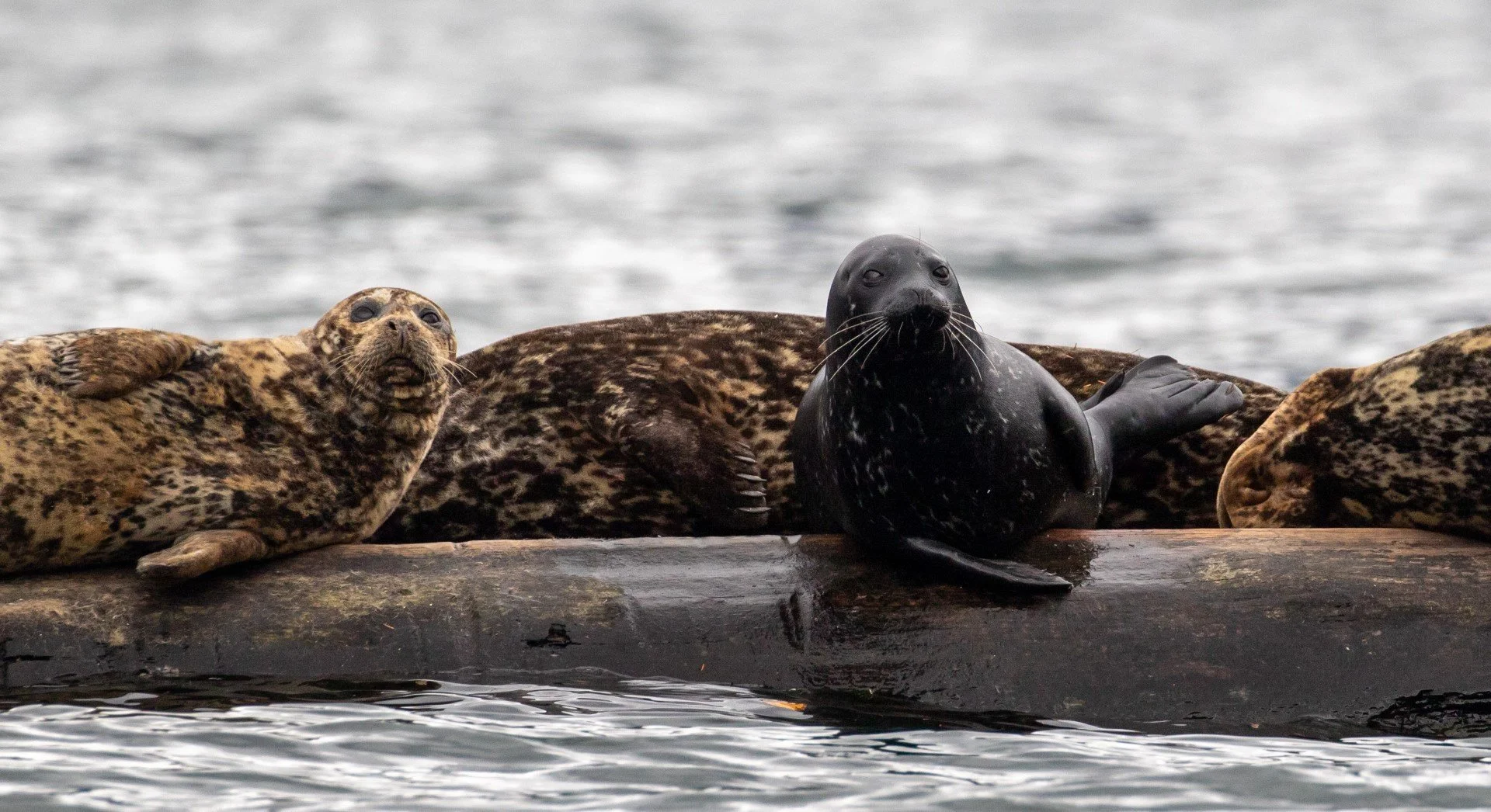 seal and sealions 