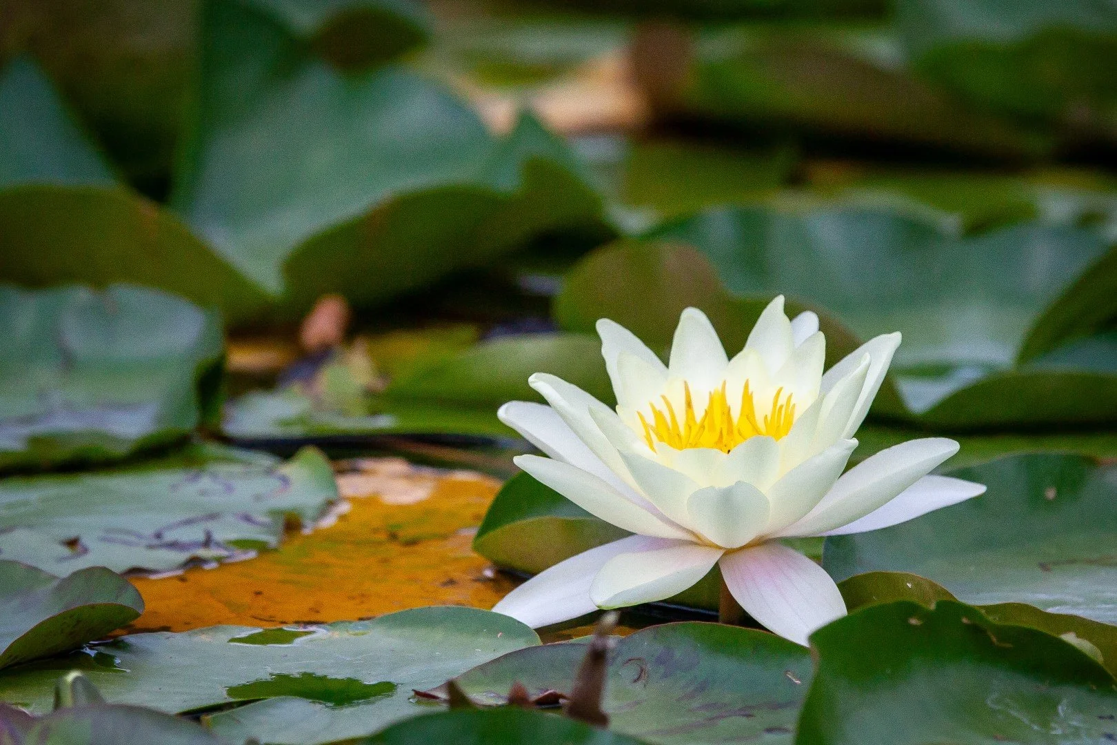 bloom to priny-1 (Large).jpg