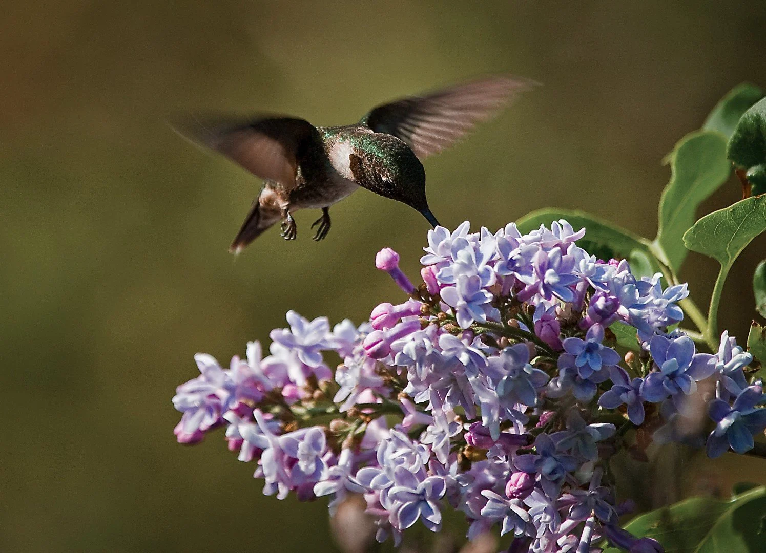 Nectar (Large).jpg