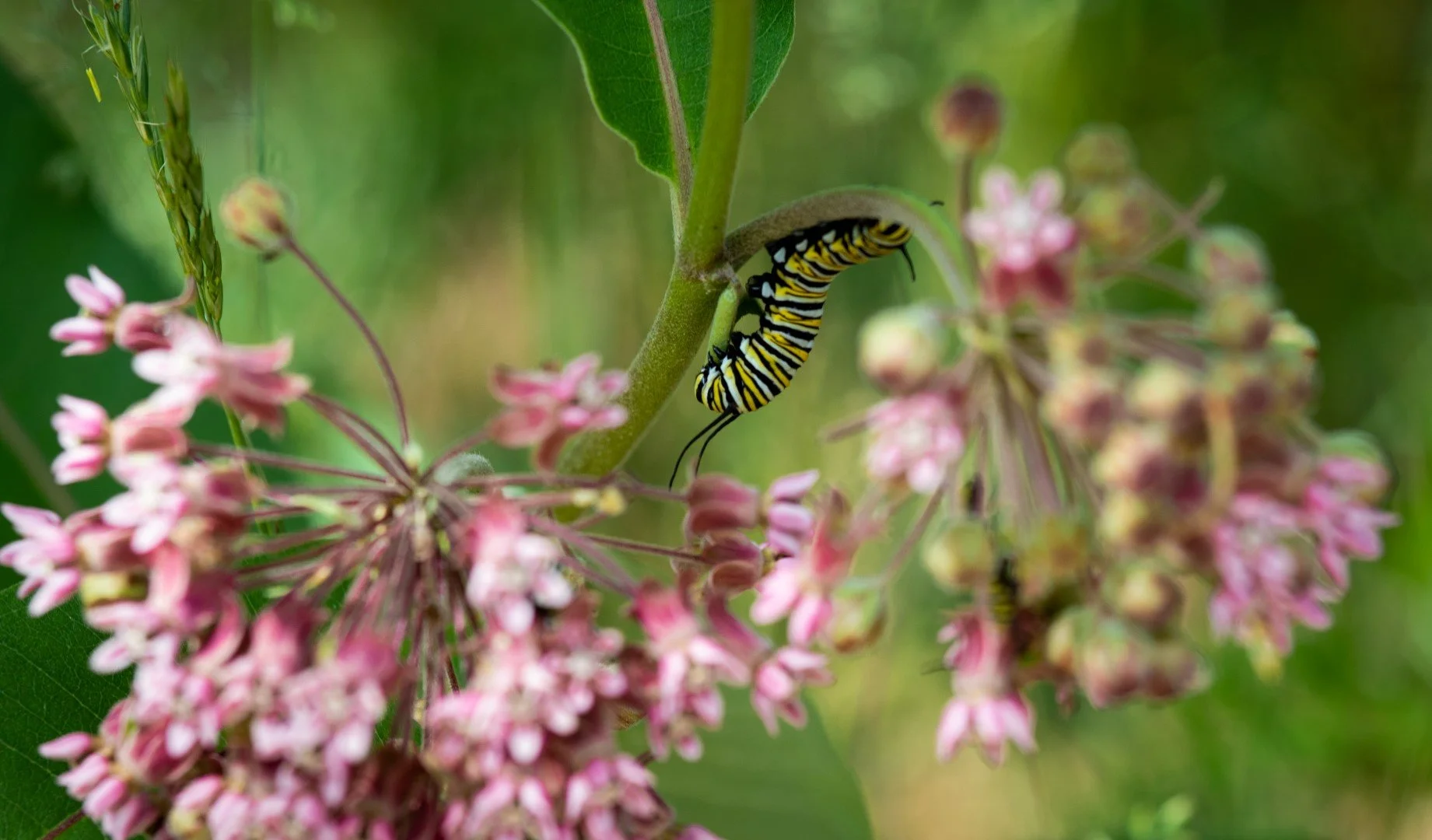 IMG_0165 (Large).jpg