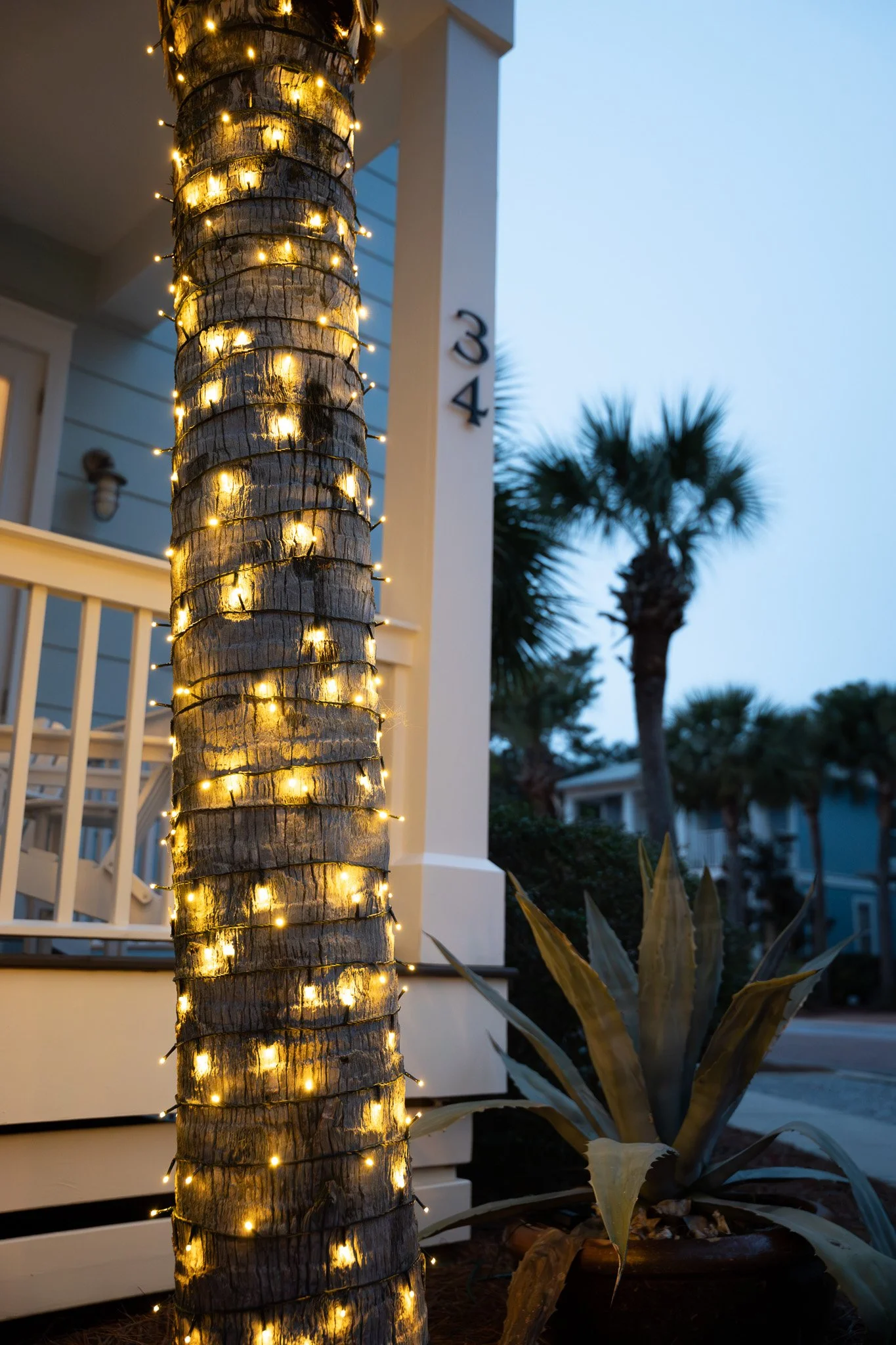 Palm tree wrapped in string lights with a porch and house numbered 34 in the background, and an agave plant nearby