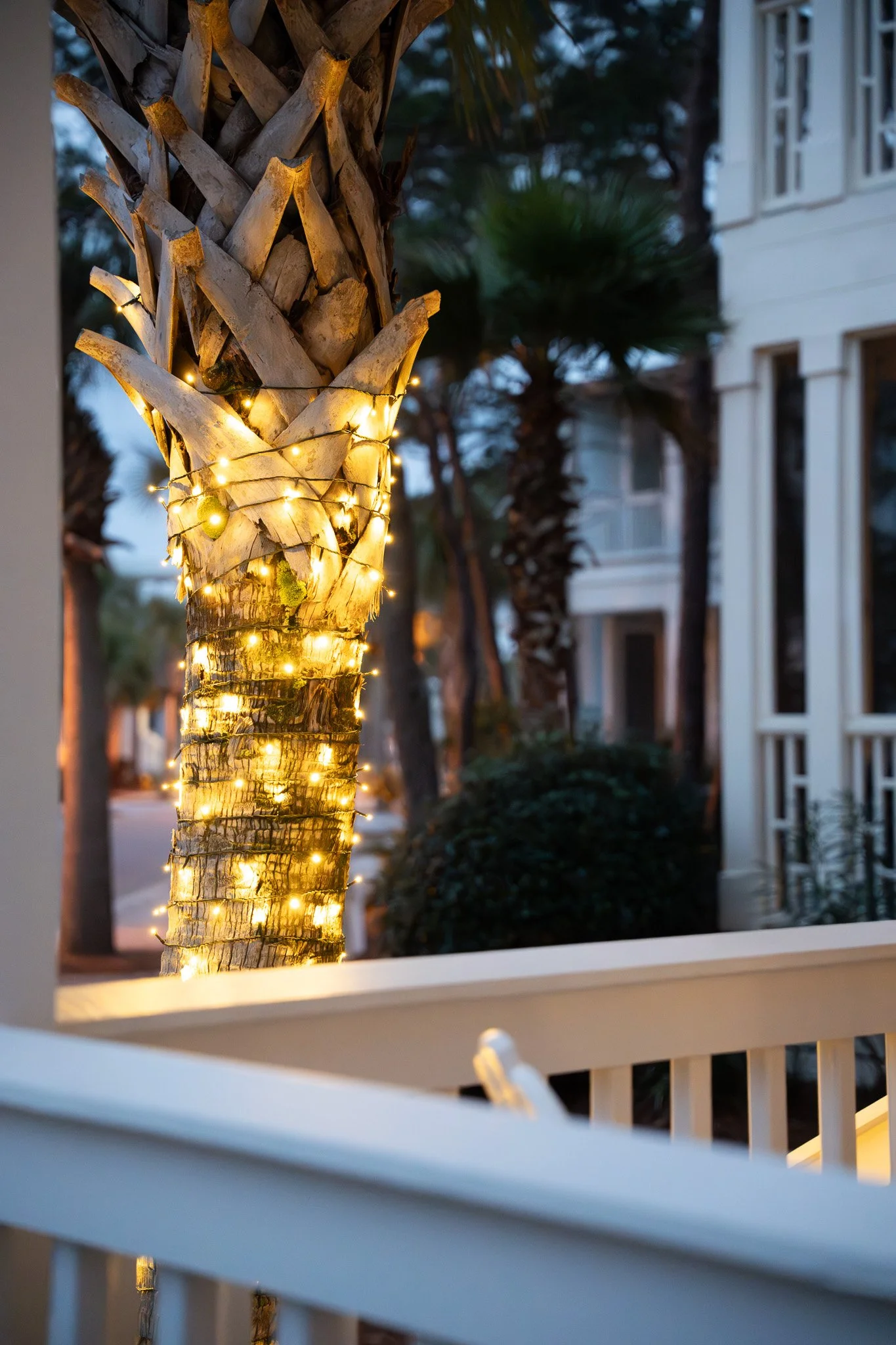 Palm tree with string lights in the front yard of Oyster Manor, capturing festive 30A spirit