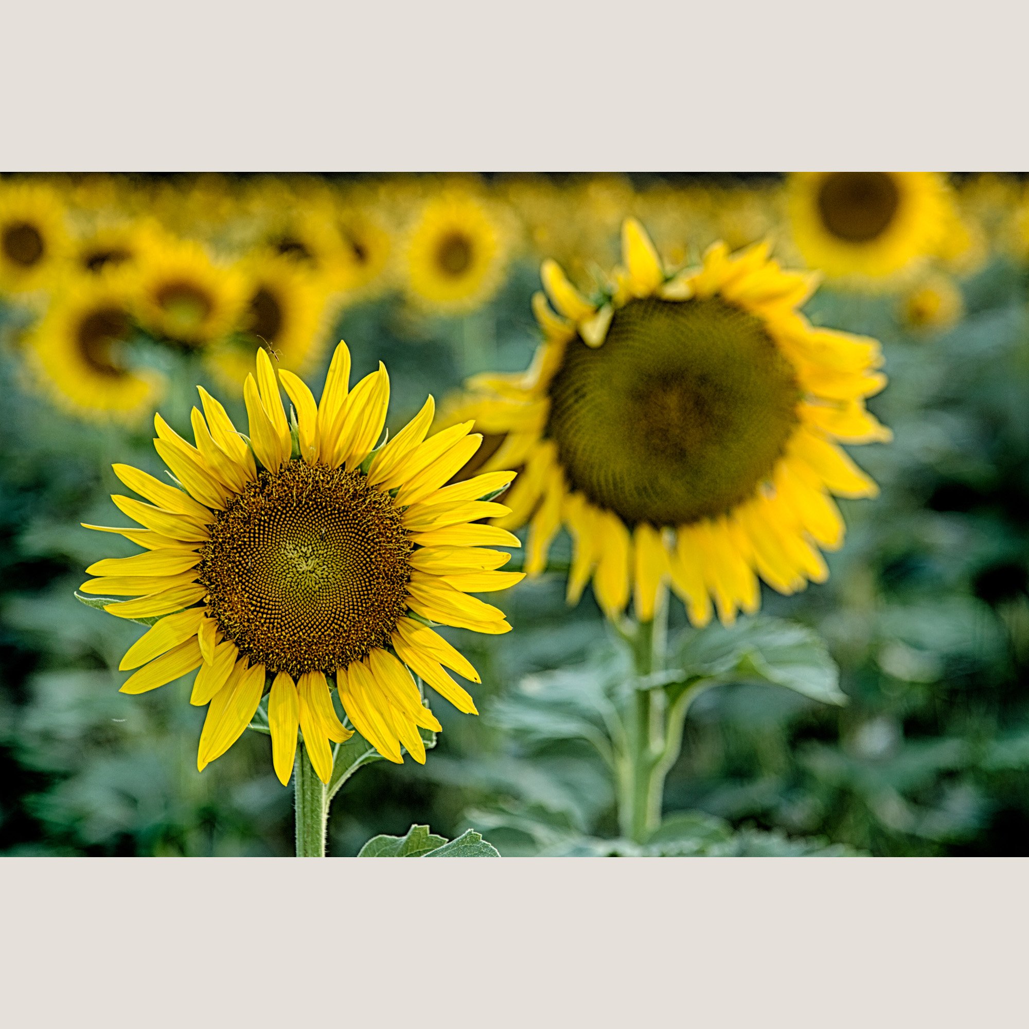 TWP_0131_Sunflower_Standout.jpg