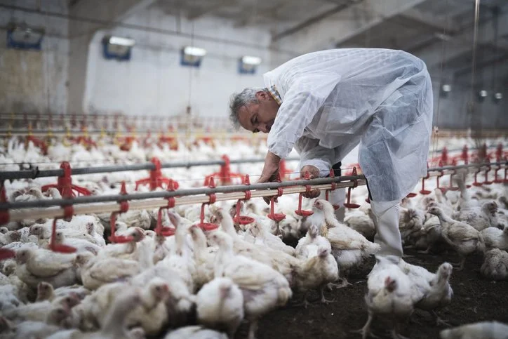Poultry : Broilers and Breeders (English)