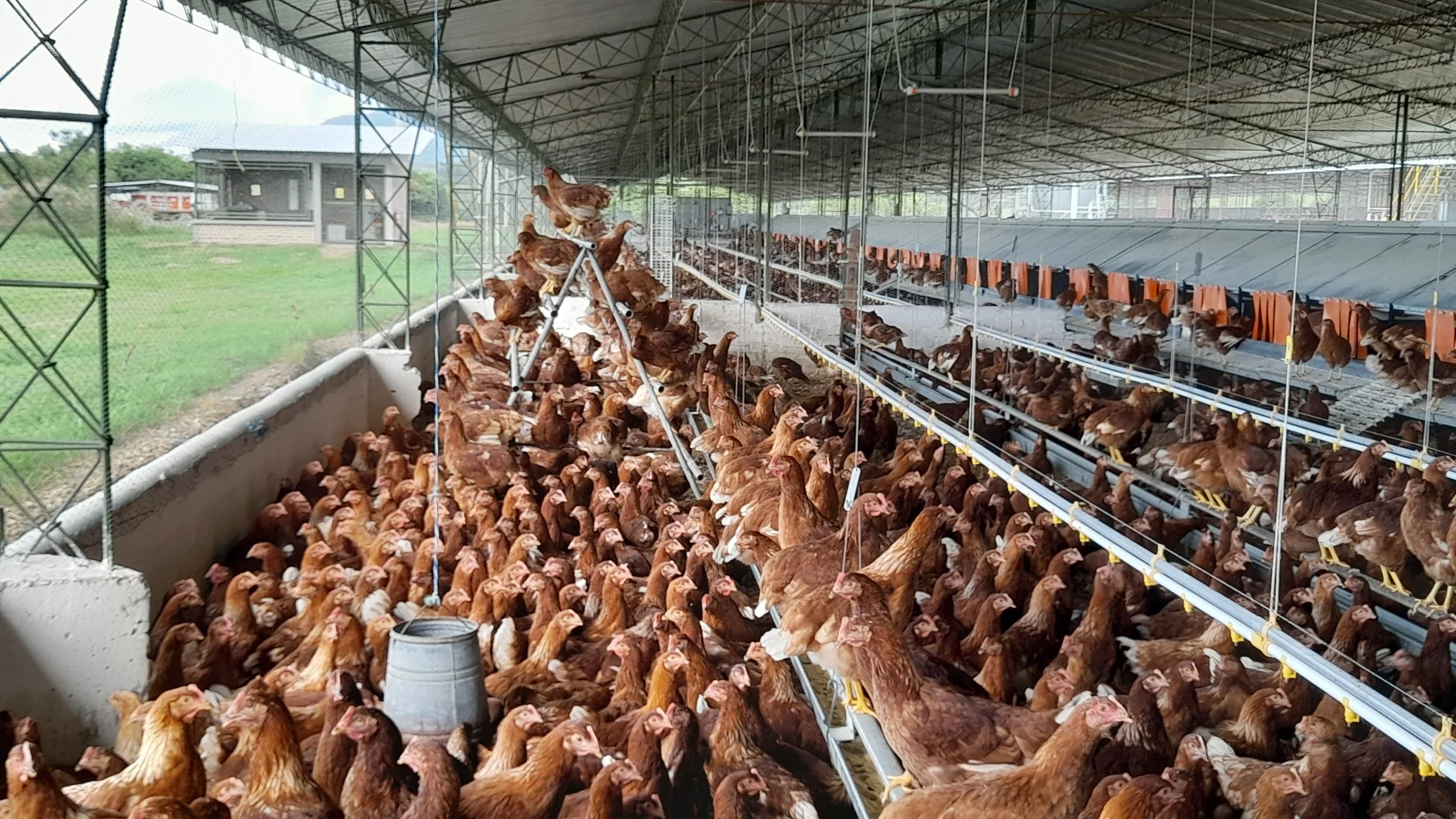 Poultry : Module II : Commercial Layers (French)