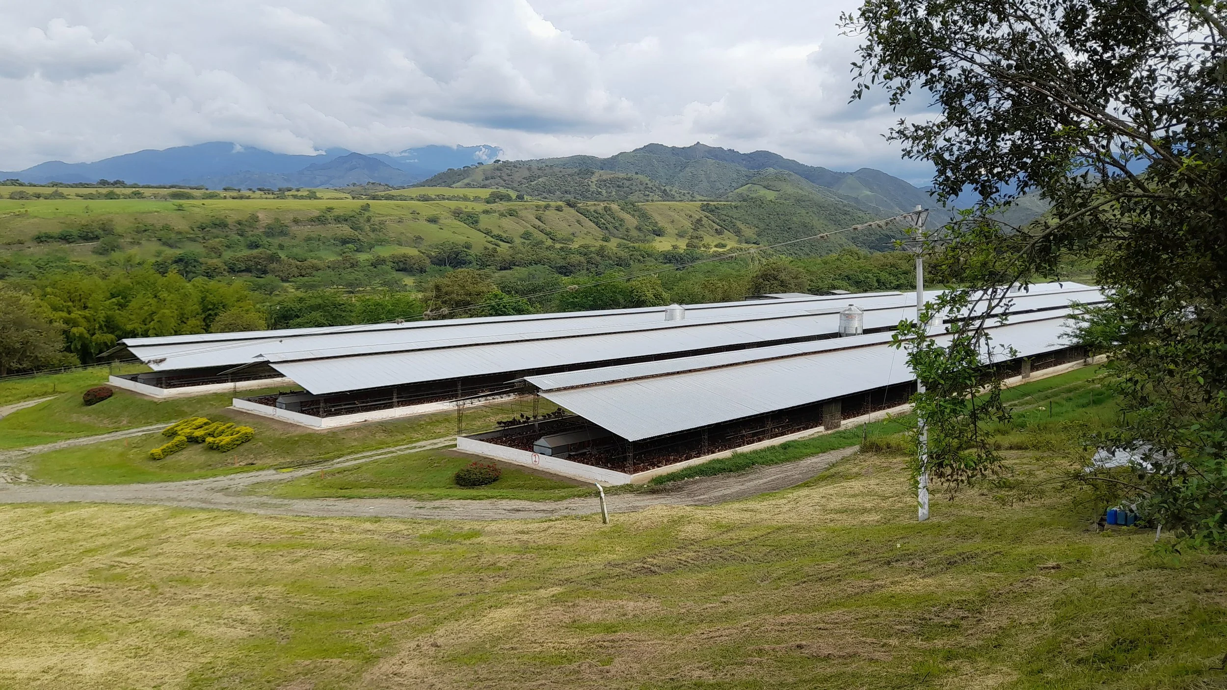 Poultry : Broilers &amp; Breeders (Spanish)