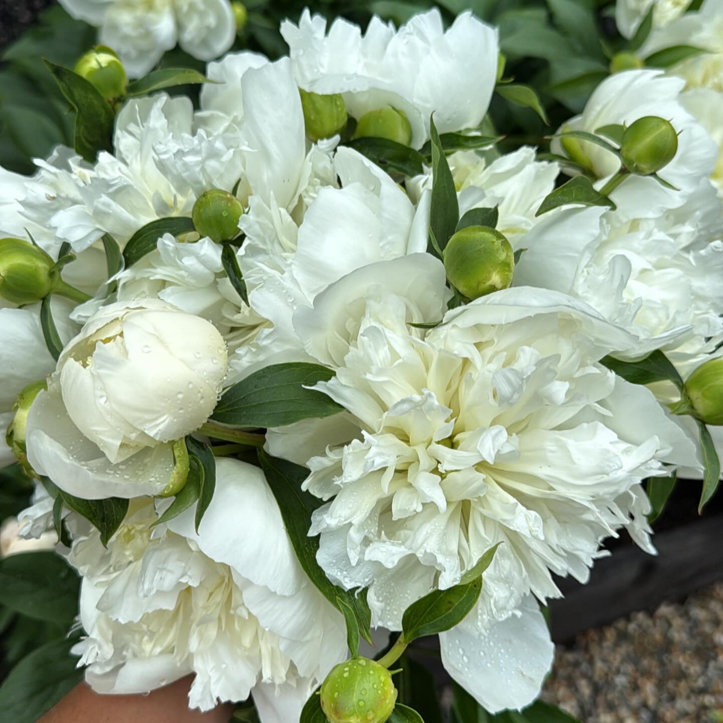 Mornings like this don&rsquo;t get much better! Happy peony season 🥰