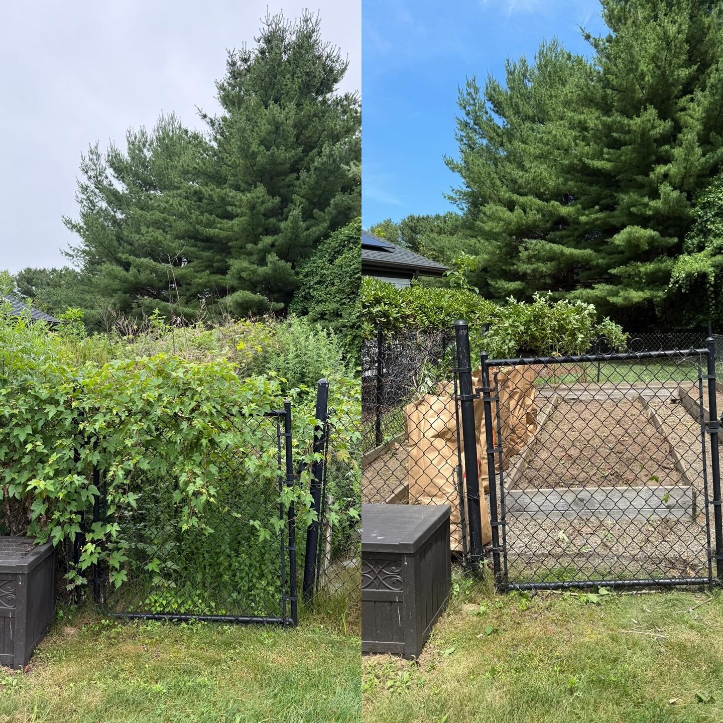 Before -&gt; After 
Nothing a little elbow grease couldn&rsquo;t tackle💪🏼
Found some raspberries, mint and chives during the clean out too!