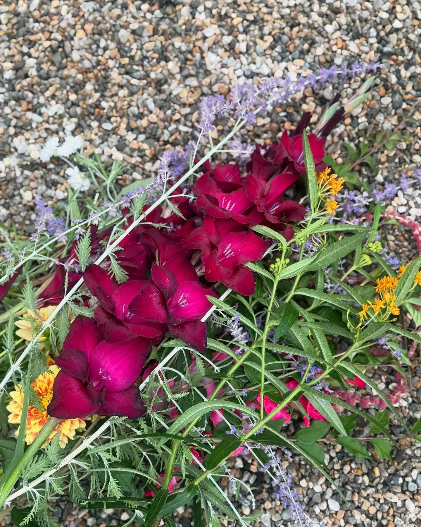 Summer is most certainly summering!!! ☀️ I&rsquo;ve been a little quiet on here but busier than ever! Just focusing on design work for now and restaurant development because this heat is too much for me and IMO too hot for new plantings.  There will 