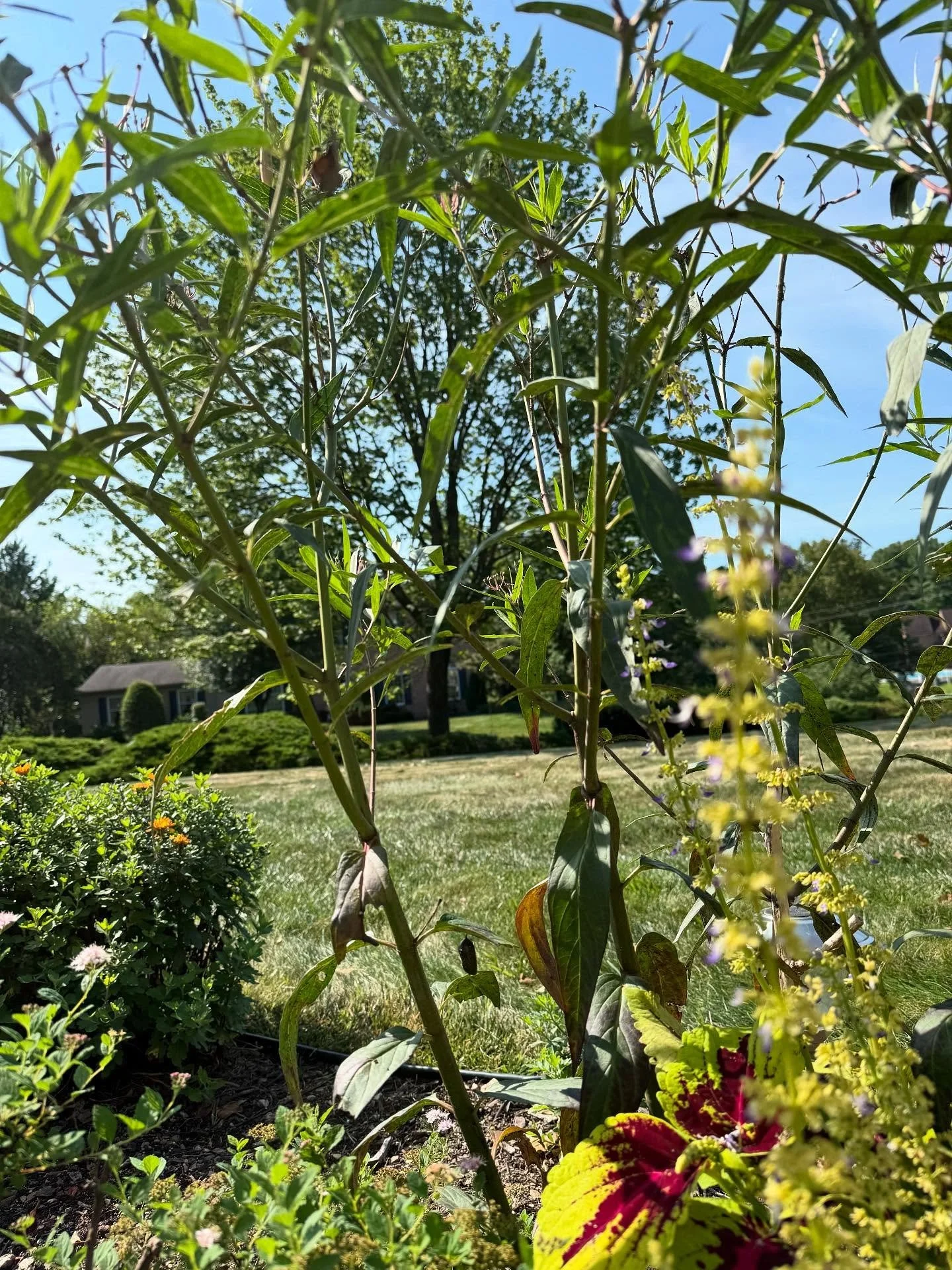 I spy with my little eye&hellip;.A chrysalis! While  visiting my folks in PA Maisie and I were so excited to spot this and while the butterfly didn&rsquo;t emerge while we were there it was still such a cool teaching moment and I was so proud of my p