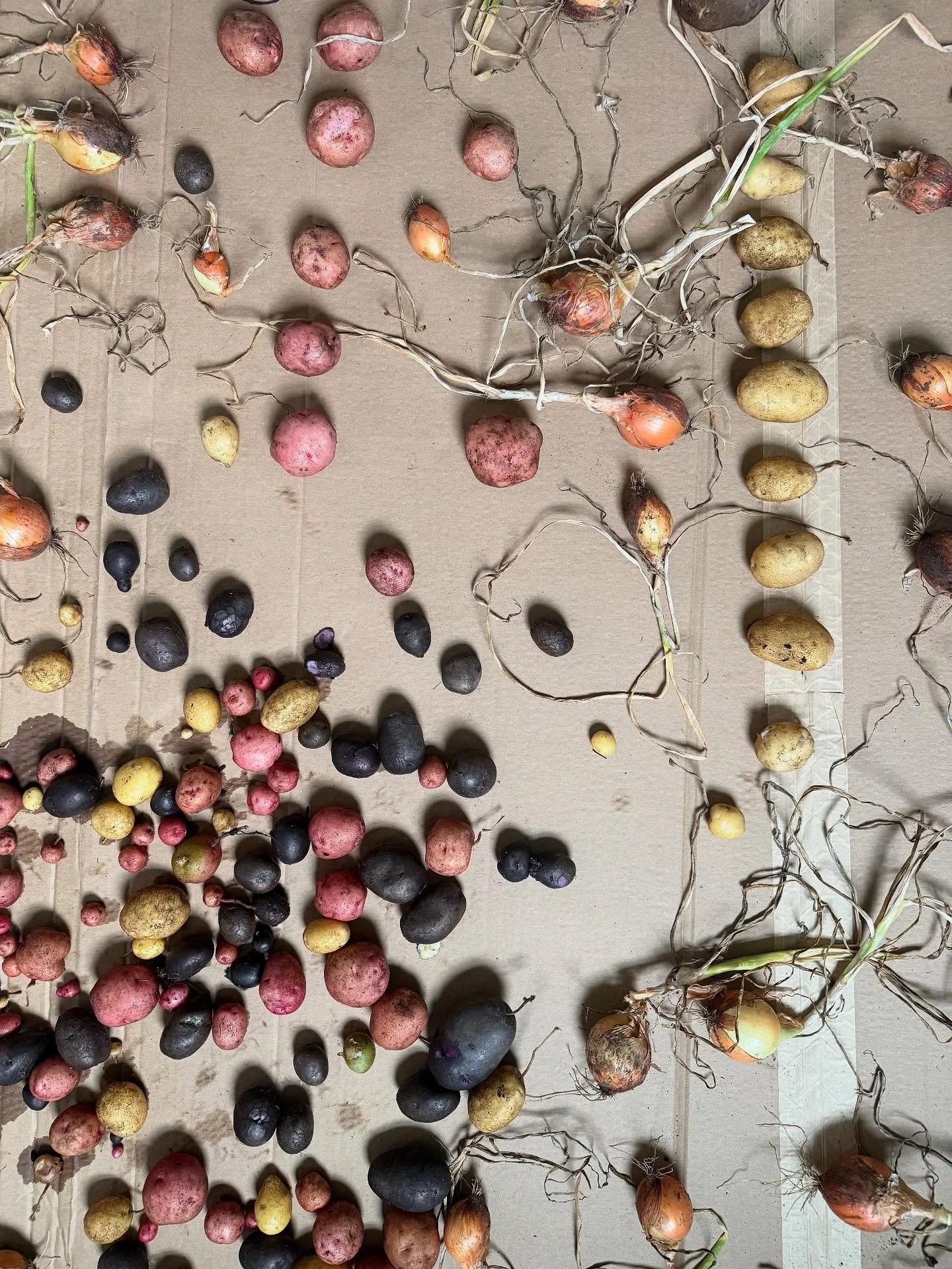 Potato and onion harvest ✅ (also&hellip; how is it time for this already?!)