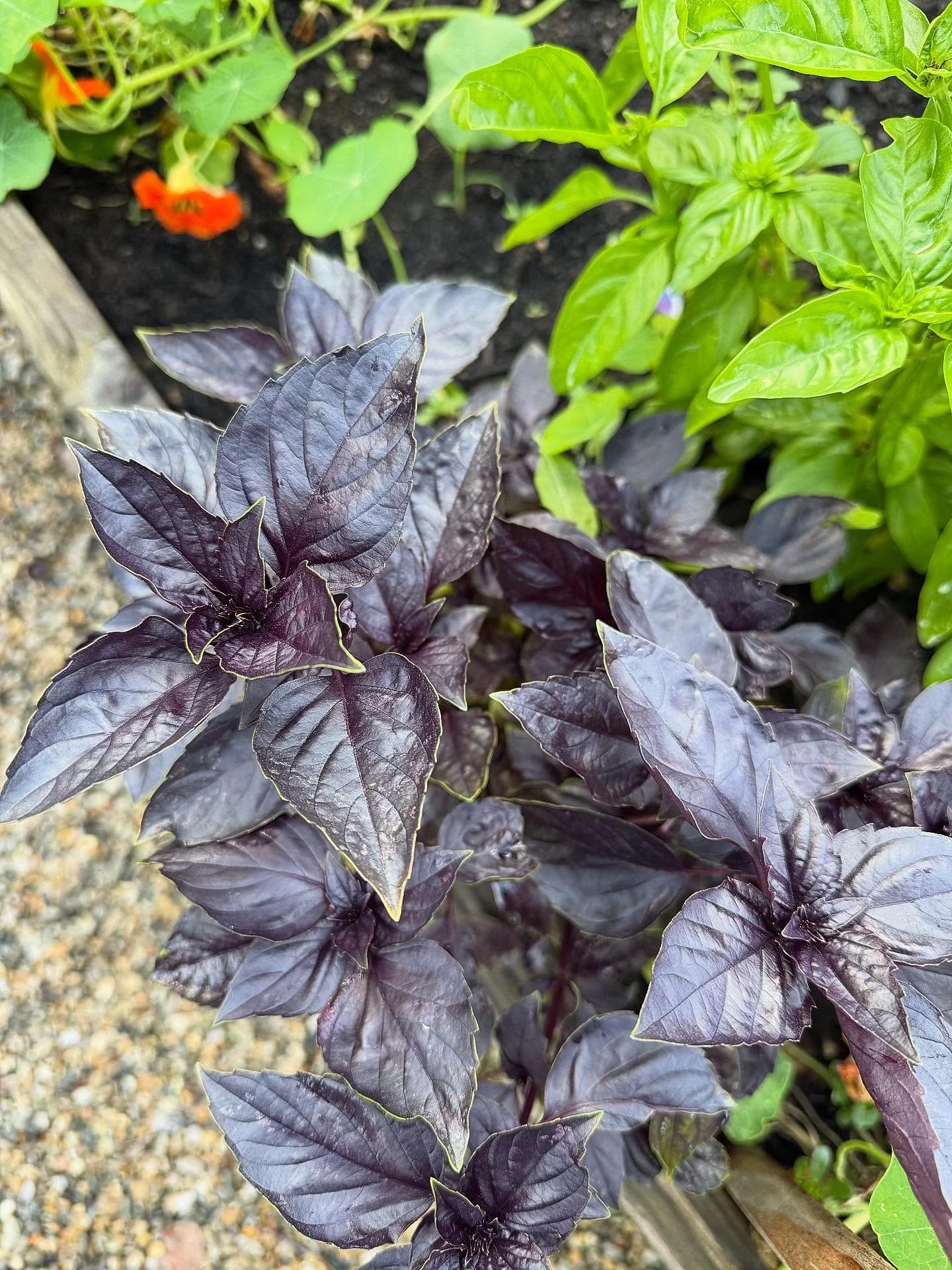 Glamour shot for purple basil 😍 Purple basil is more mild and can taste a little spicier, clove-like, or even slightly cinnamon-y, depending on the variety. It&rsquo;s not usually as sweet as green basil. 🌿 me of my favorite herbs as summer winds d