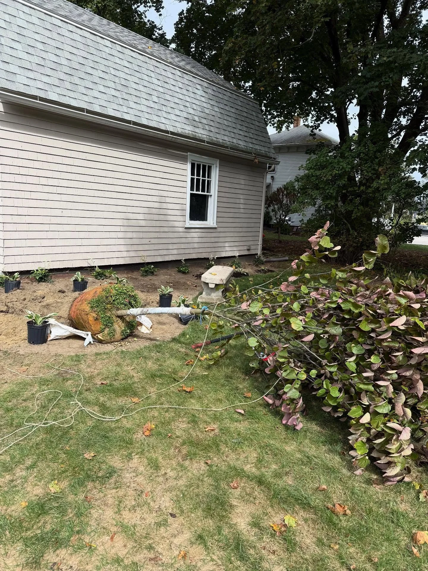 The most gorgeous Forest Pansy Redbud for one of our EG clients! Sourced and installing all by yourself truly 💪🏼 Honestly I&rsquo;d rather install by hand any day. As exhausting as it can be and it may sound nutty but I feel like I connect with the