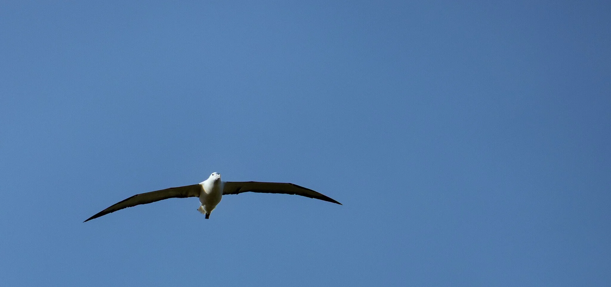 Albatross Sanctuary - Dunedin 